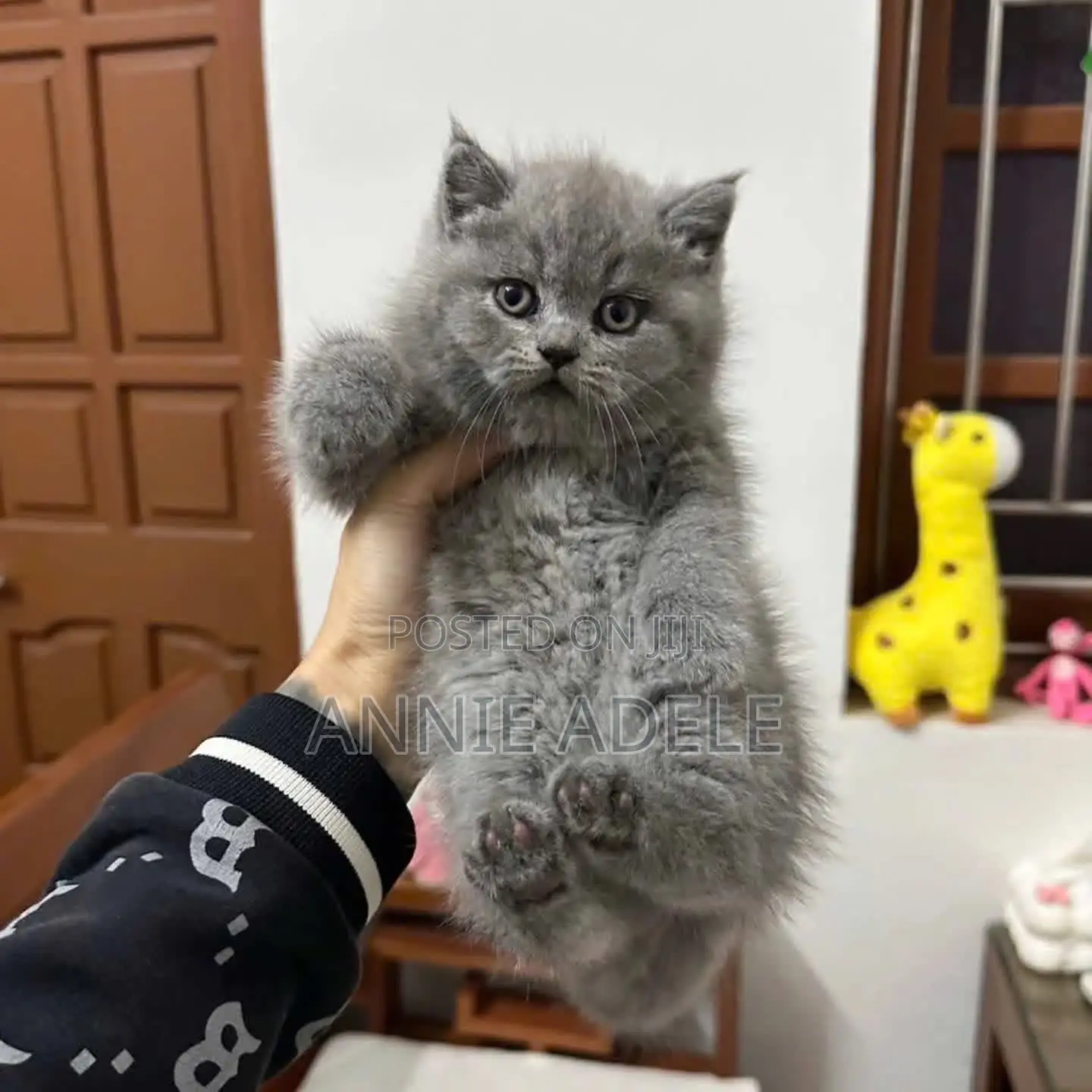 1-3 months Female Purebred British Shorthair