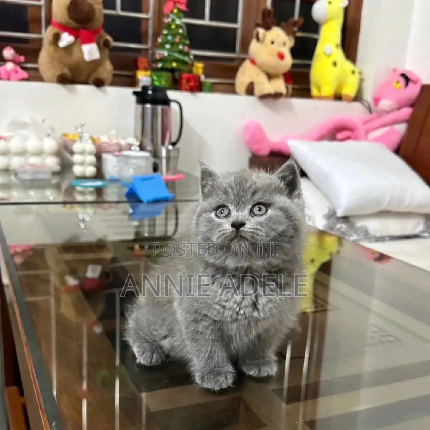 1-3 months Female Purebred British Shorthair