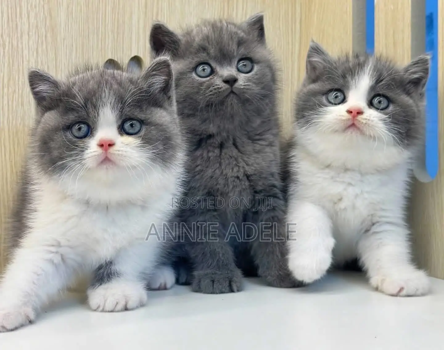1-3 months Female Purebred British Shorthair