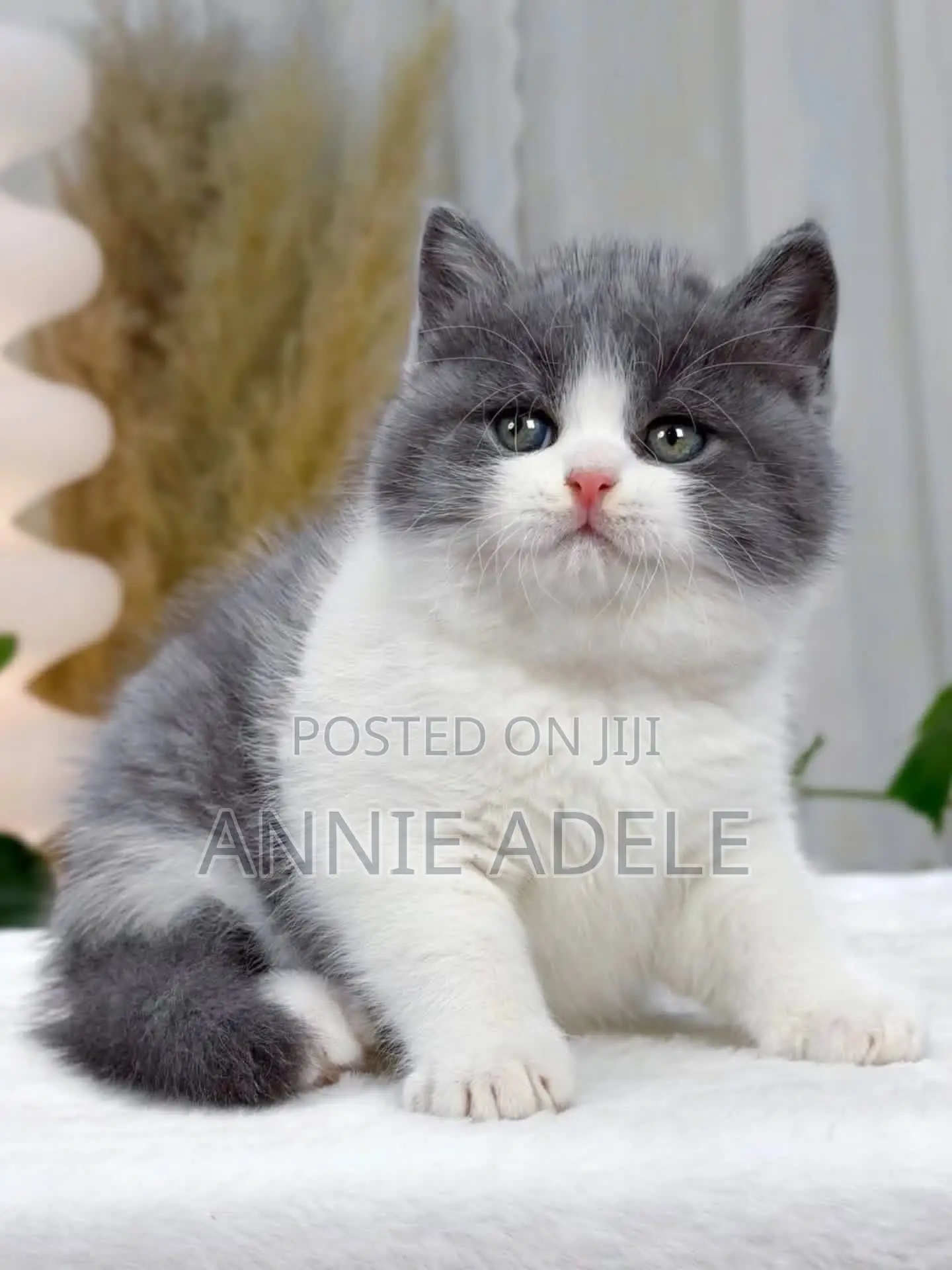 1-3 months Female Purebred British Shorthair