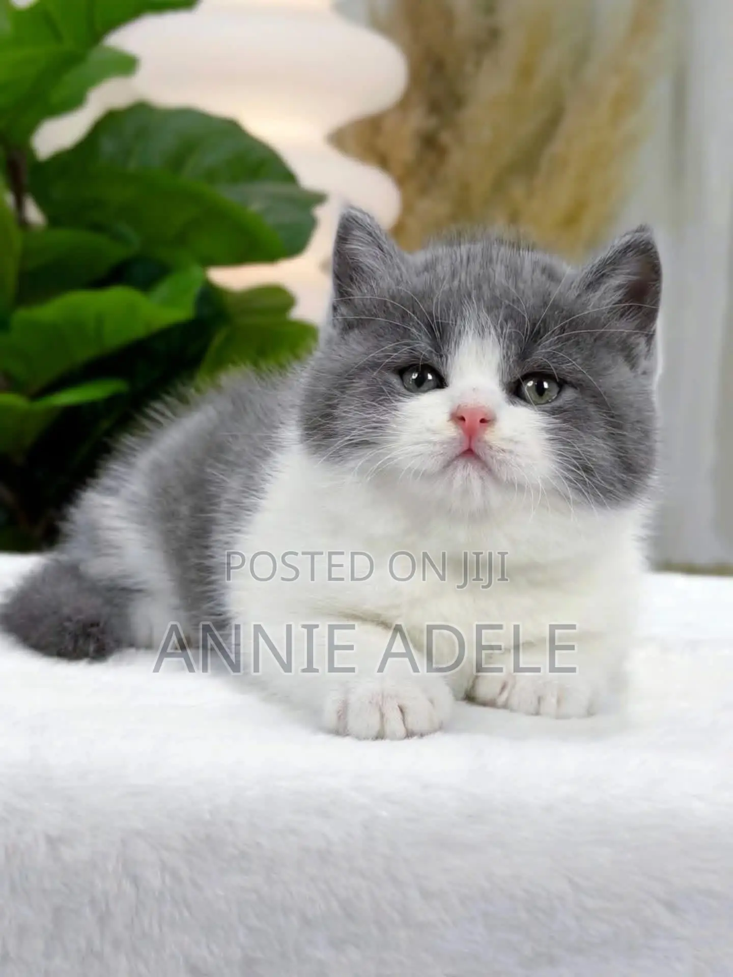1-3 months Female Purebred British Shorthair