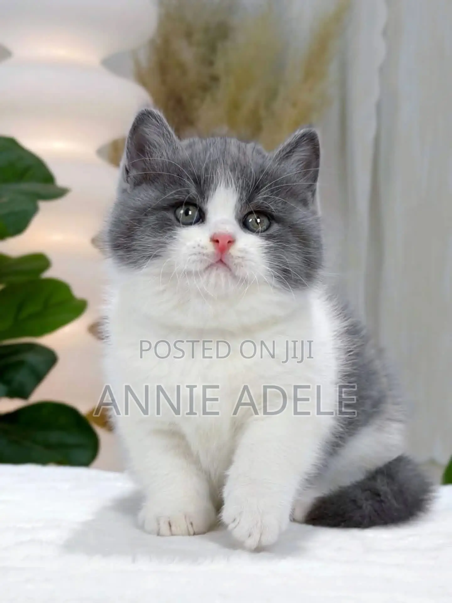 1-3 months Female Purebred British Shorthair
