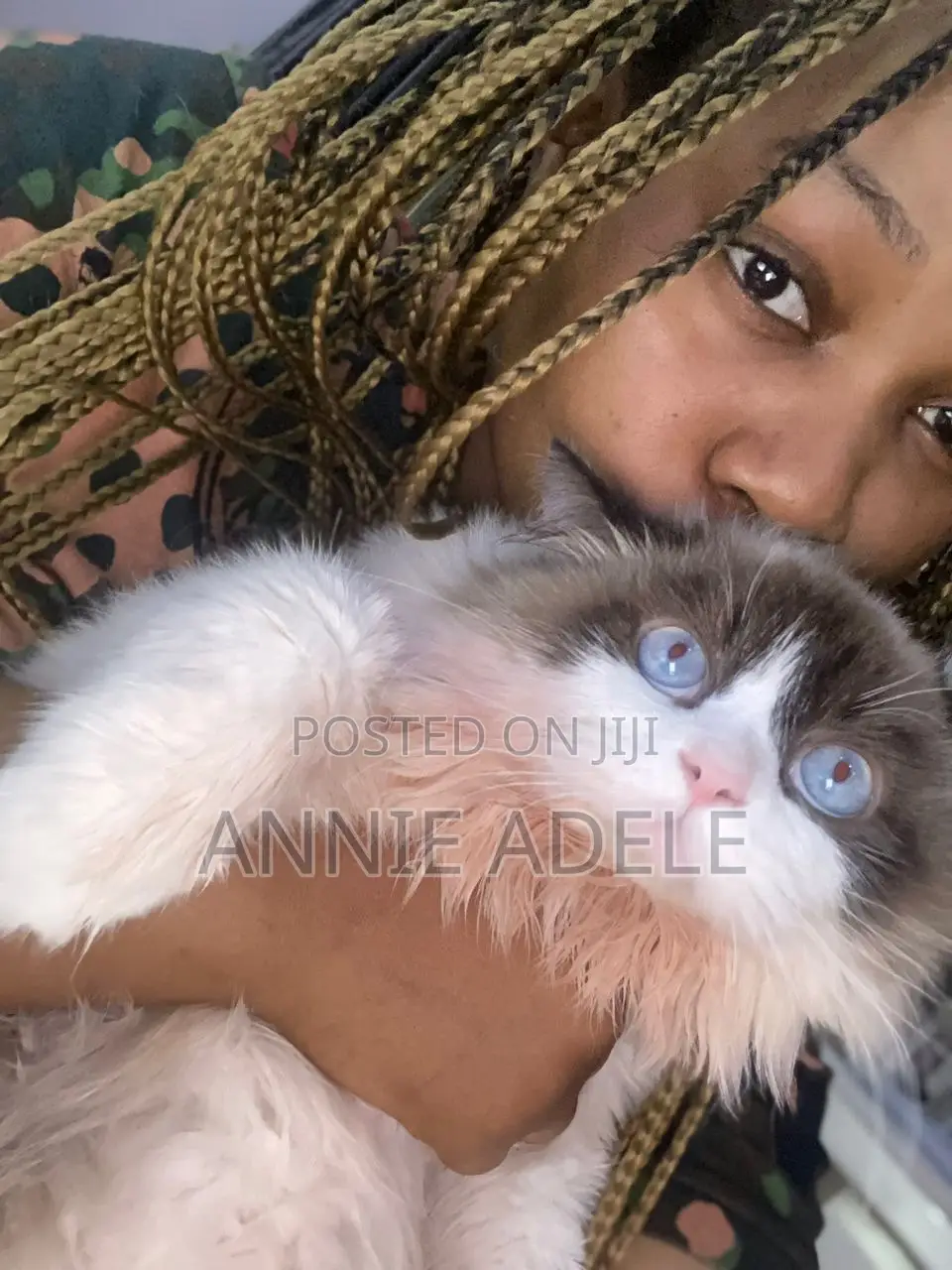 1-3 months Male Purebred Ragdoll