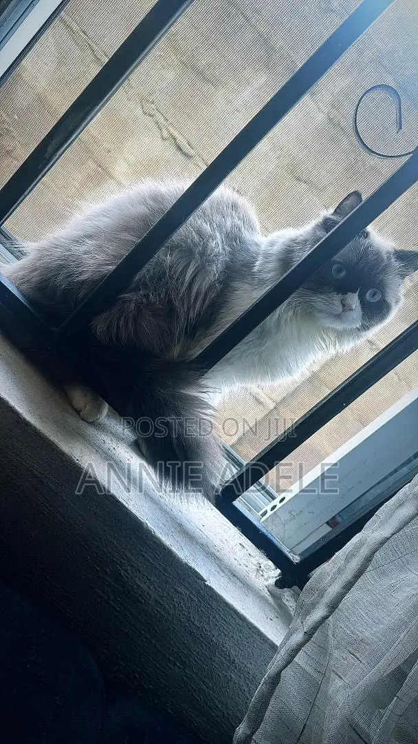 1-3 months Male Purebred Ragdoll