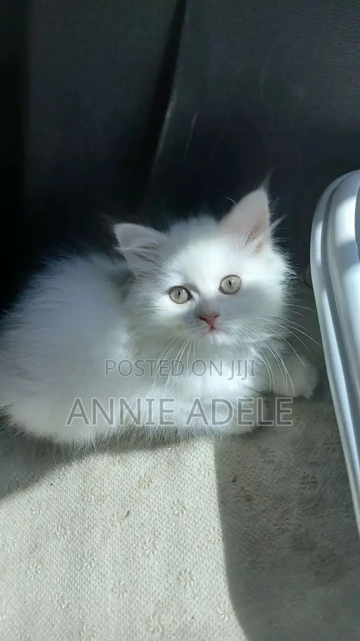 1-3 months Female Purebred Persian