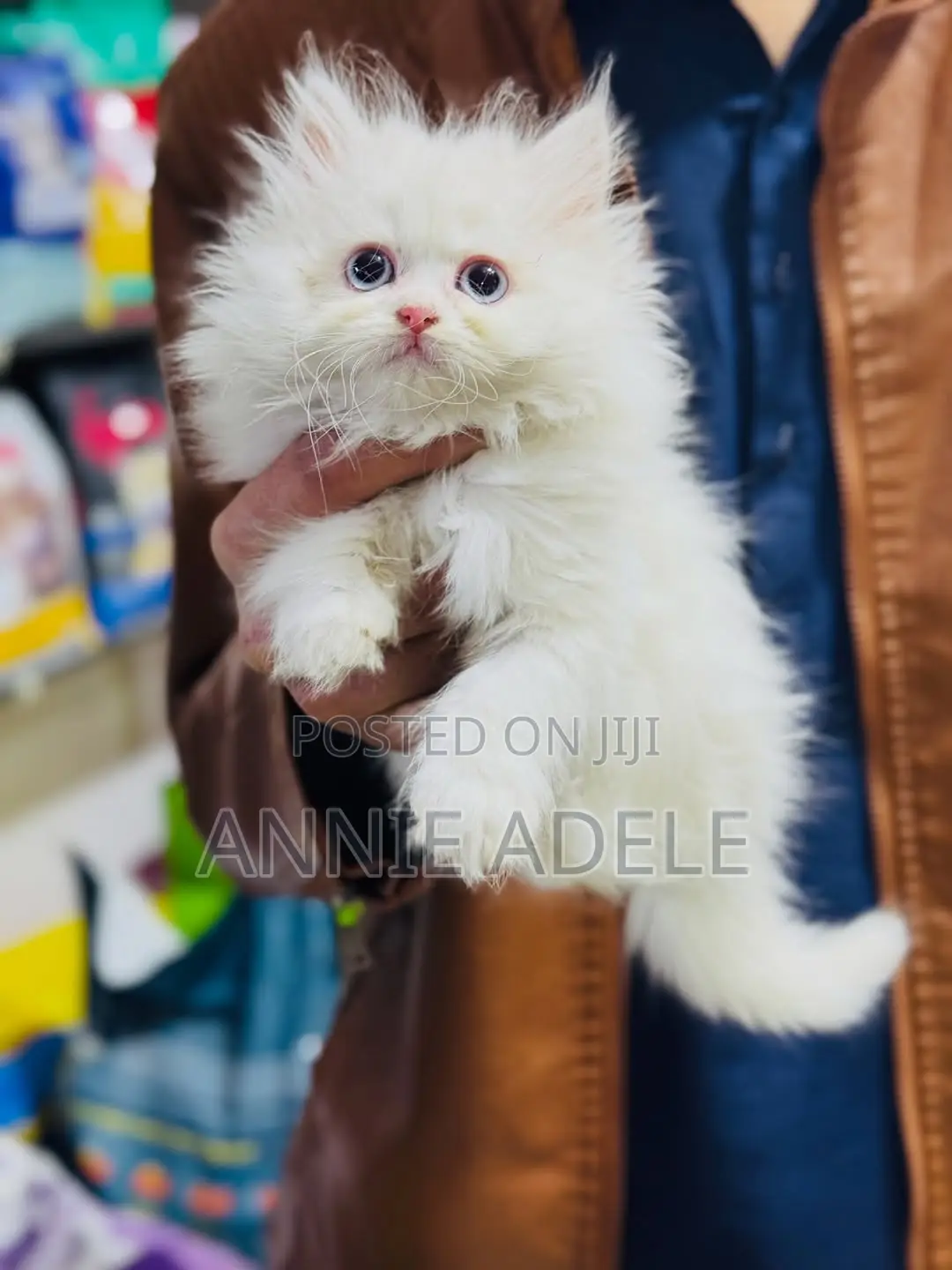 1-3 months Female Purebred Persian