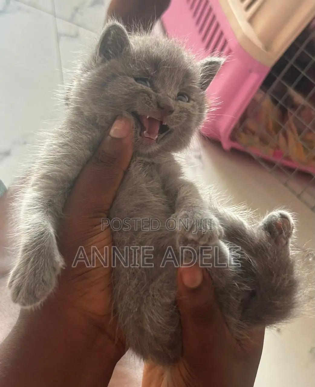 1-3 months Female Purebred British Shorthair