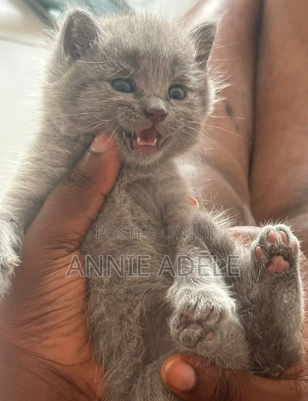1-3 months Female Purebred British Shorthair