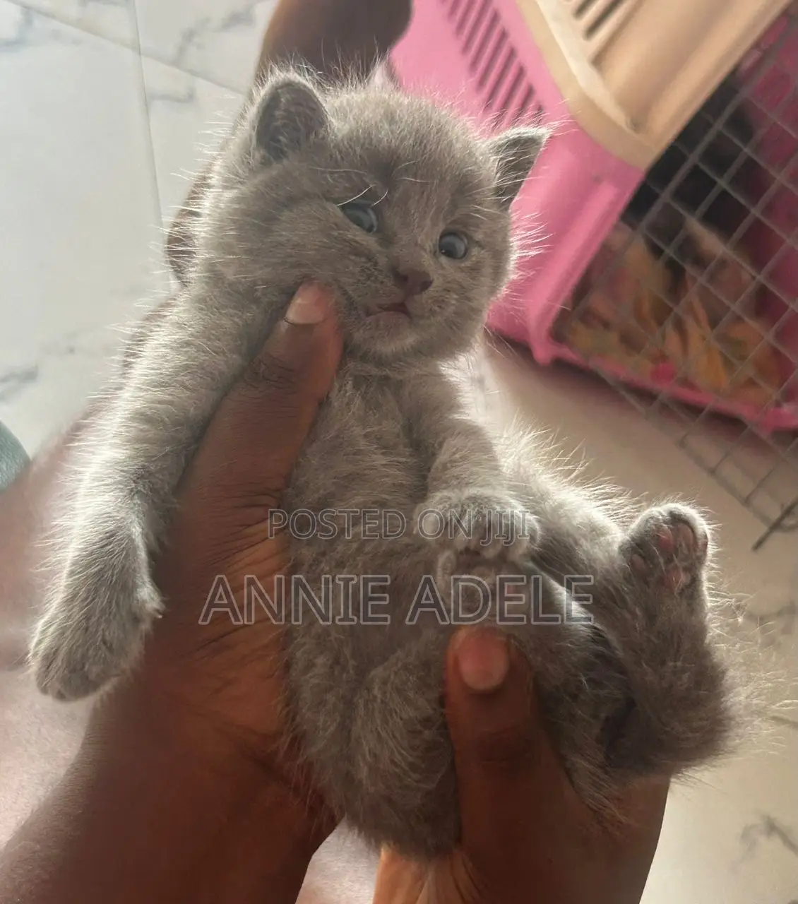 1-3 months Female Purebred British Shorthair