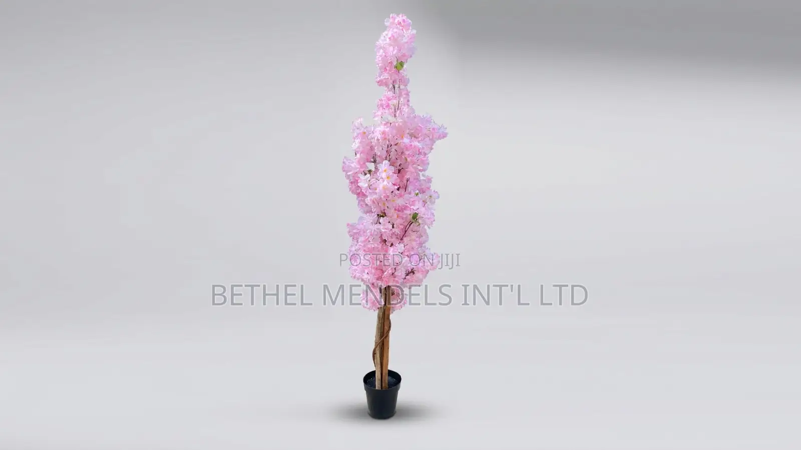 Cherry Blossom Tree - 165cm