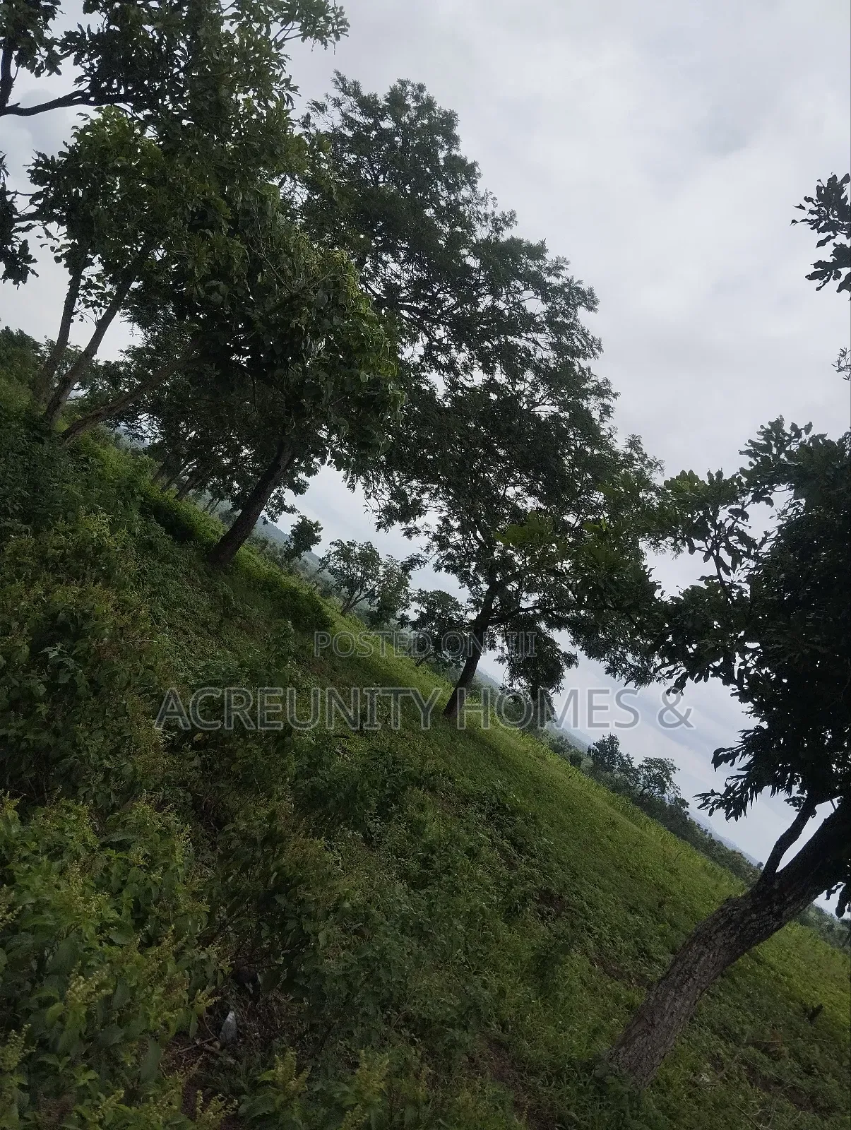 450 Acres of Fertile Farmland for Sale – Ogungbe, Iseyin, Oyo State