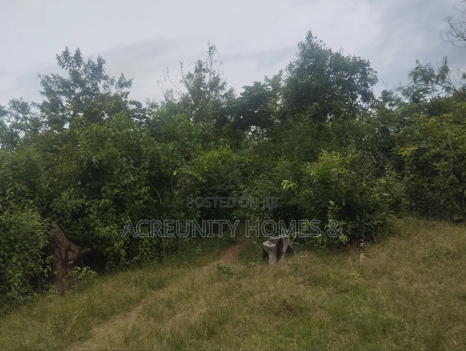 450 Acres of Fertile Farmland for Sale – Ogungbe, Iseyin, Oyo State