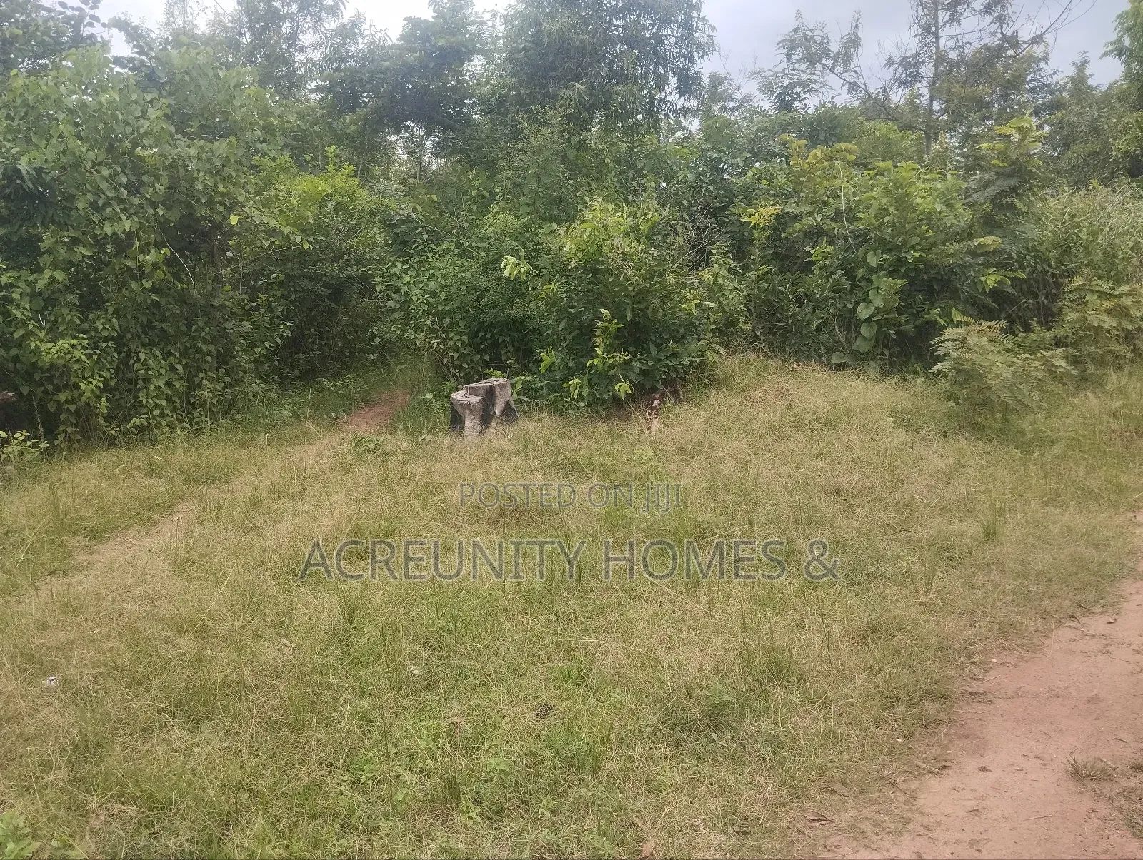 450 Acres of Fertile Farmland for Sale – Ogungbe, Iseyin, Oyo State