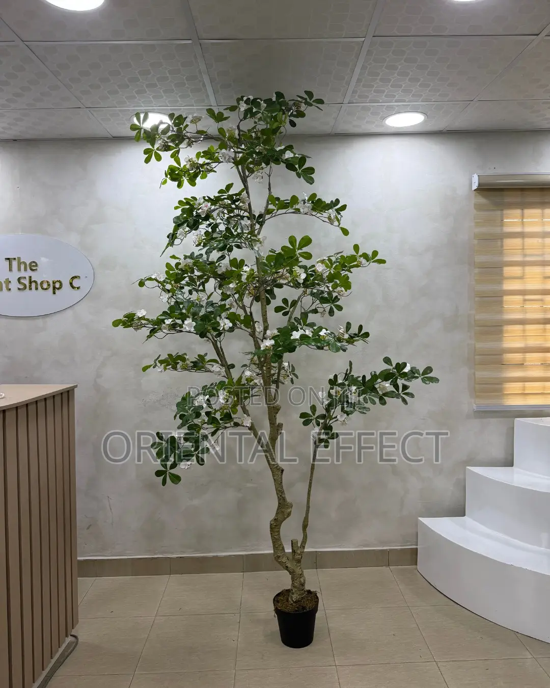 Artificial White Exotica Tree 250cm | Artificial Plant Nigeria