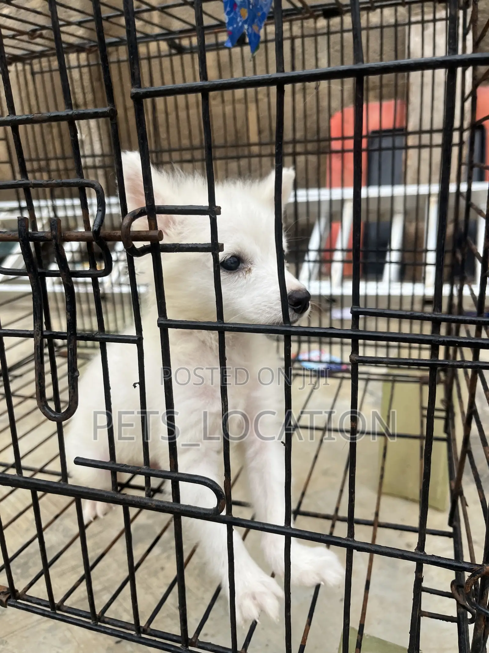 1-3 months Male Purebred American Eskimo