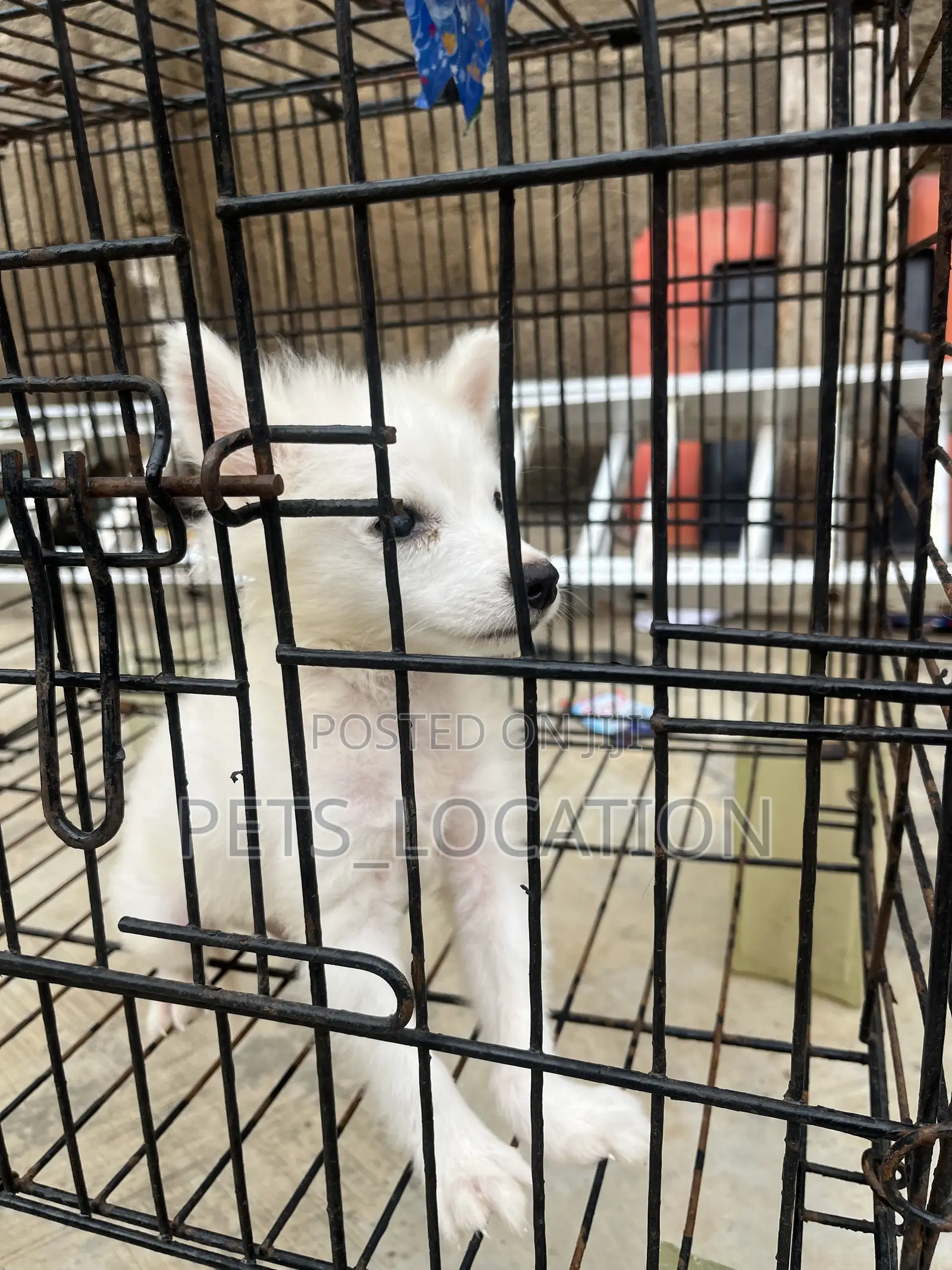 1-3 months Male Purebred American Eskimo