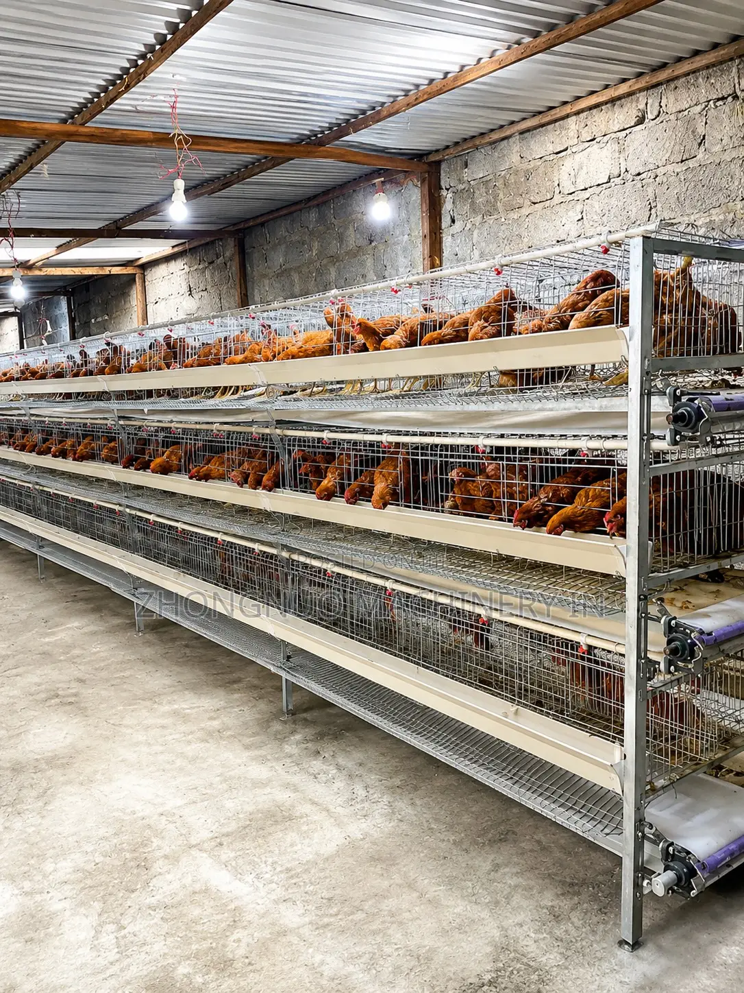 Htype Layer Cages With Manure Belt Remover