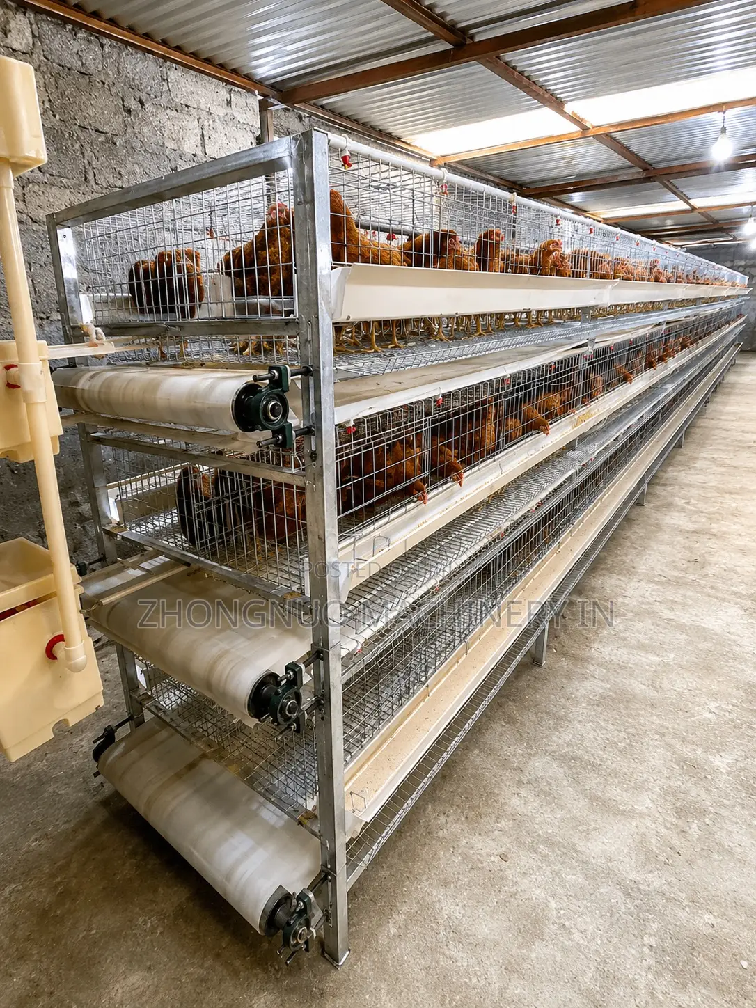 Htype Layer Cages With Manure Belt Remover