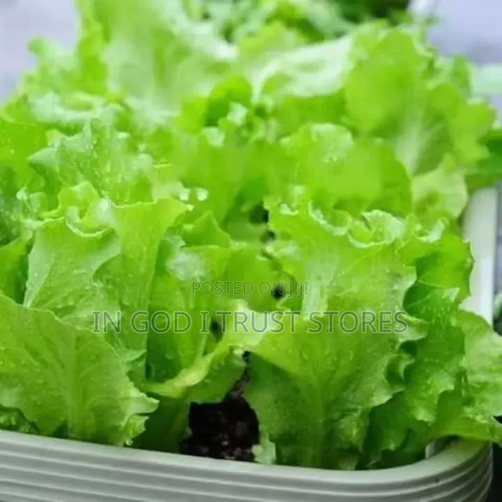 Lettuce Seed