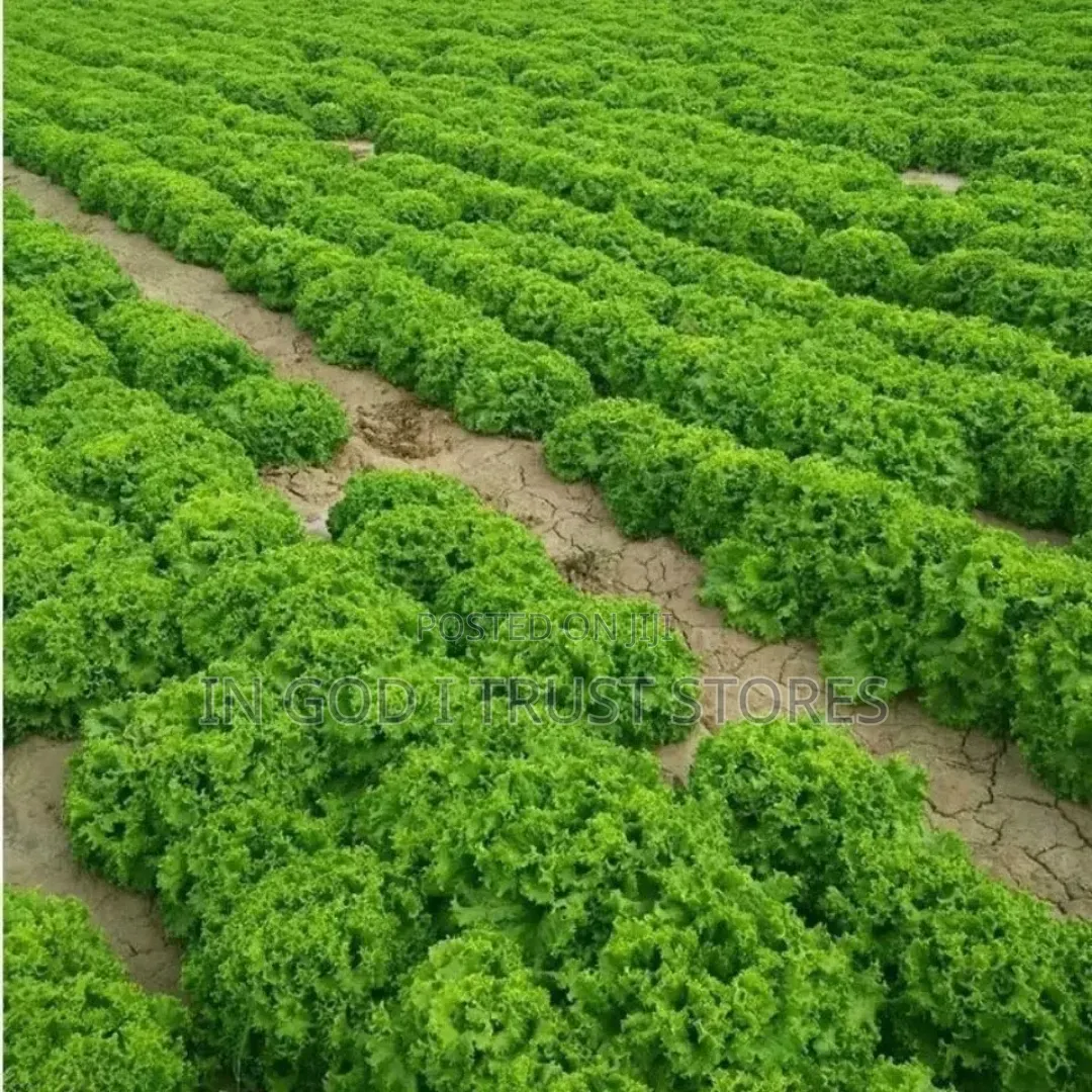 Lettuce Seed