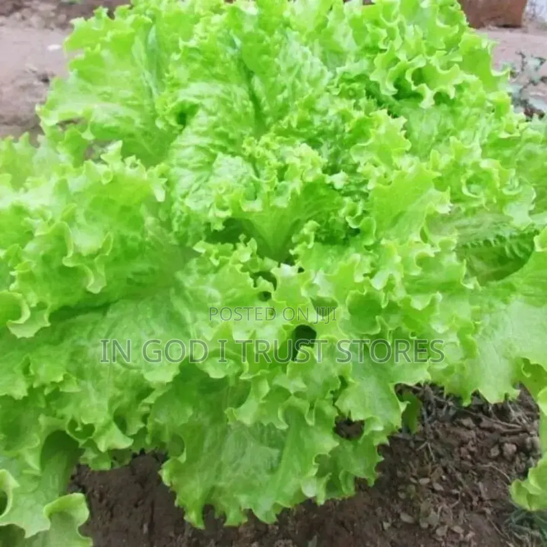 Lettuce Seed