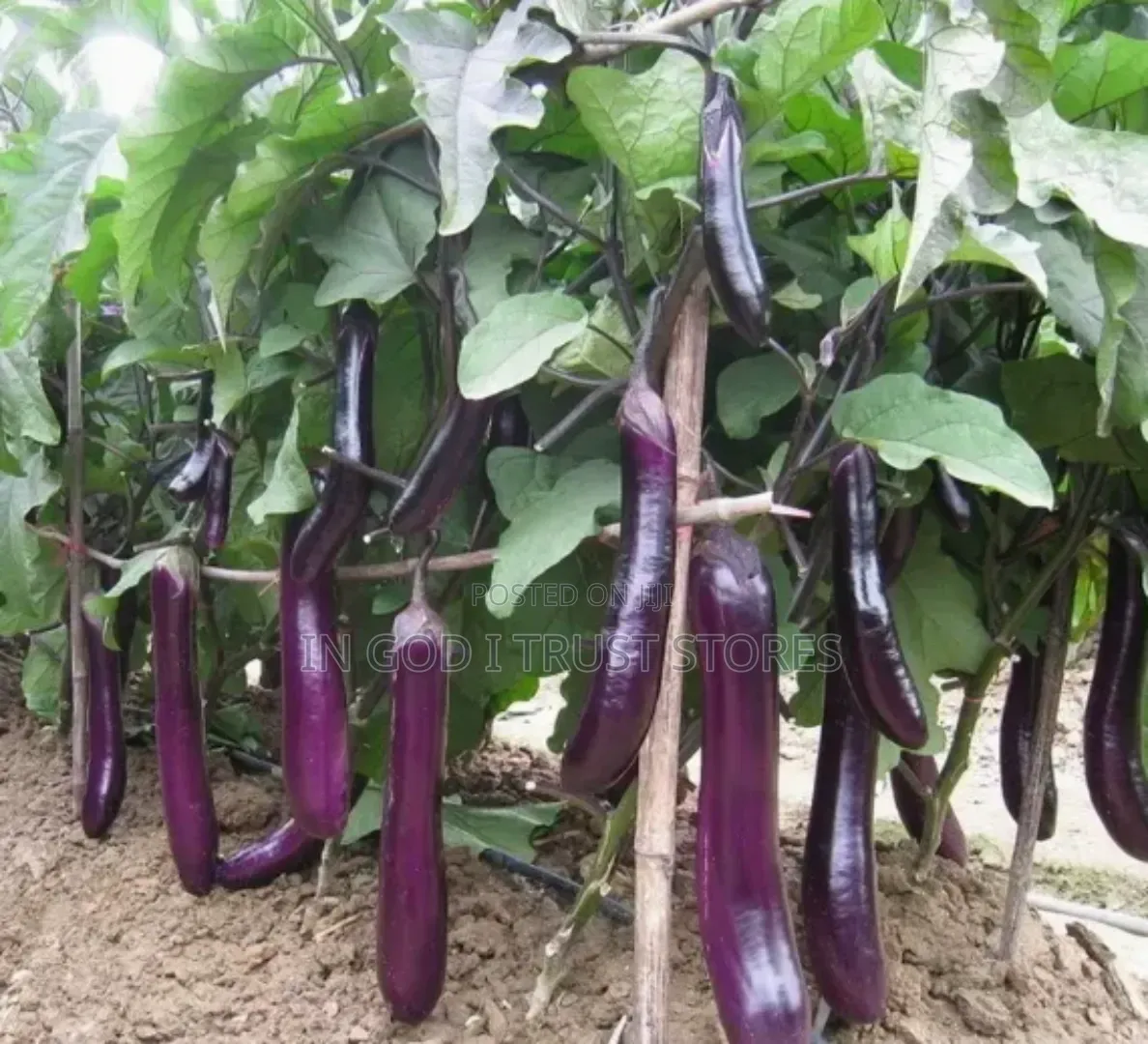 Eggplant Seed