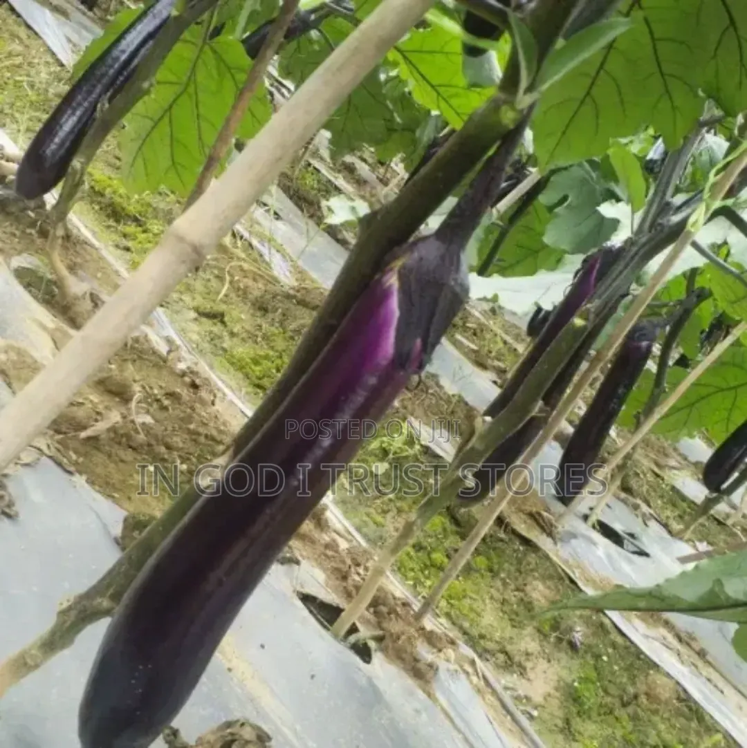 Eggplant Seed