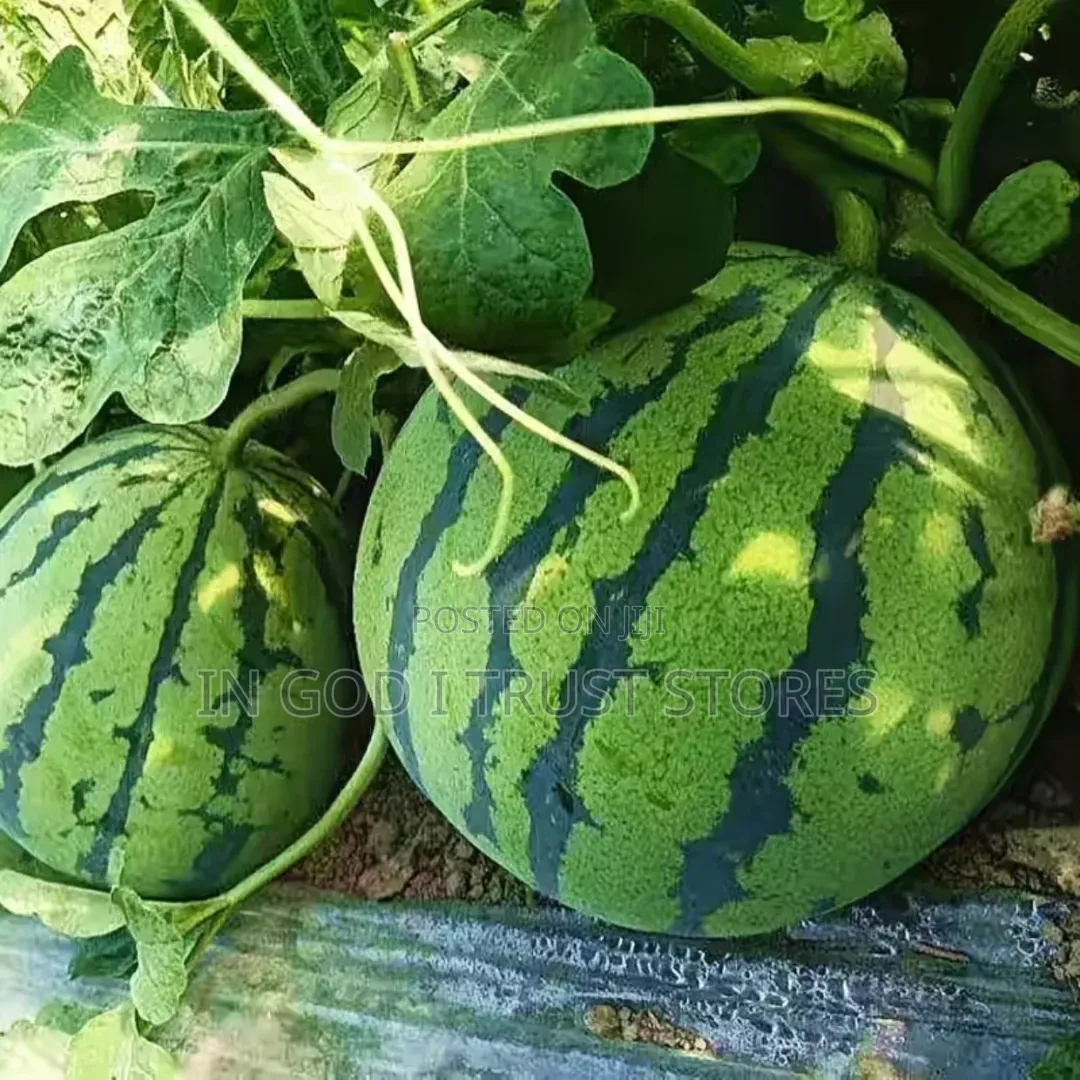 Watermelon Seeds