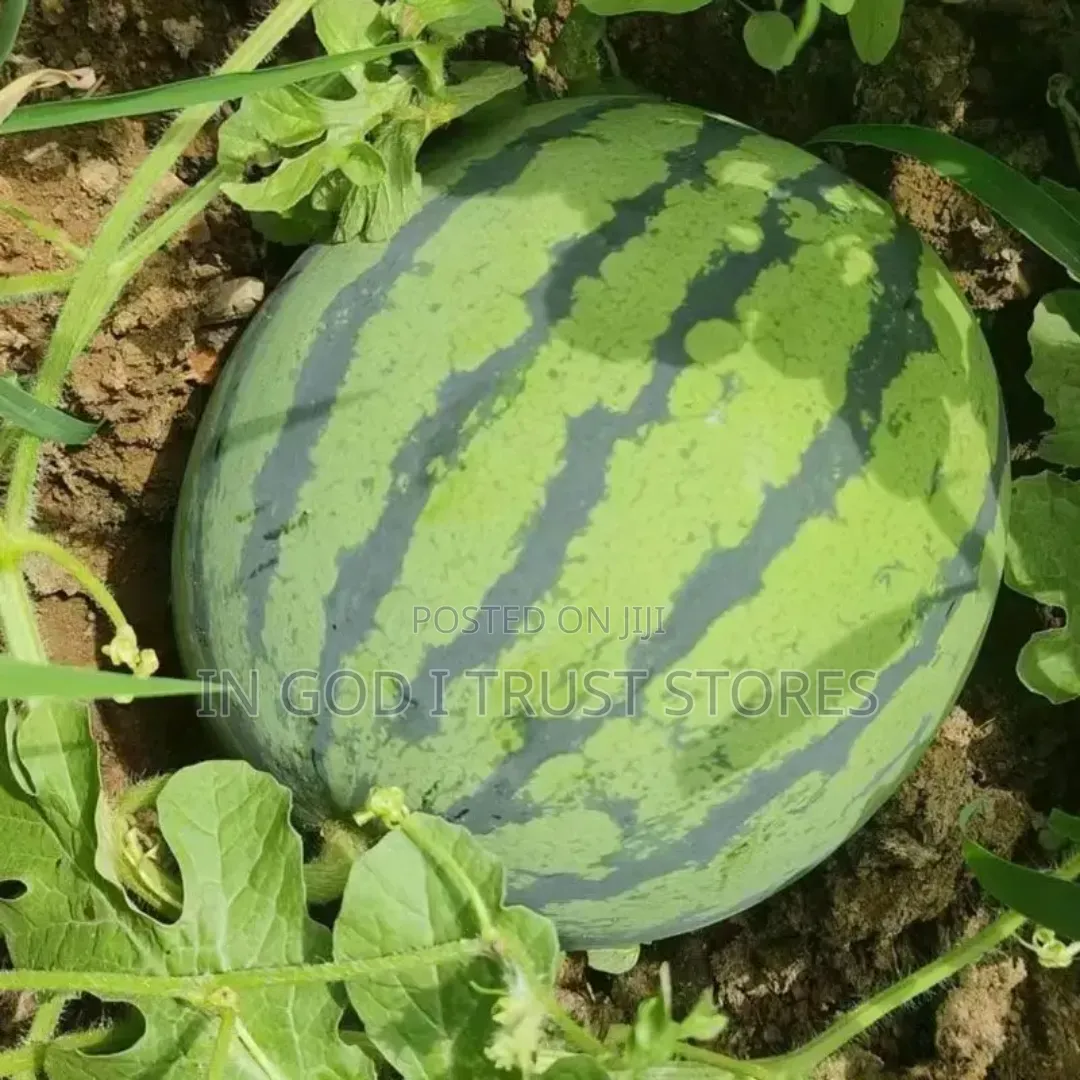 Watermelon Seeds