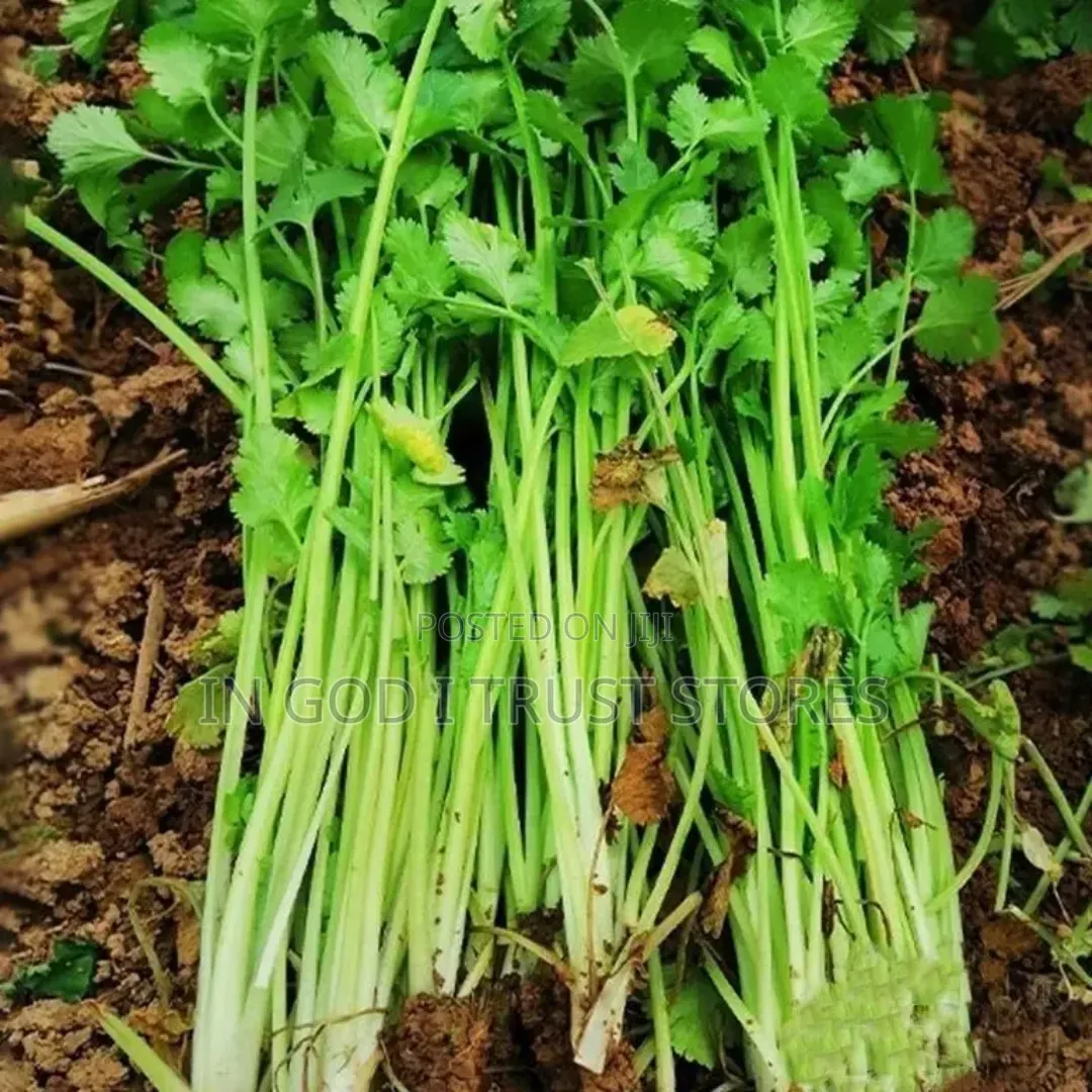 Coriander Seeds