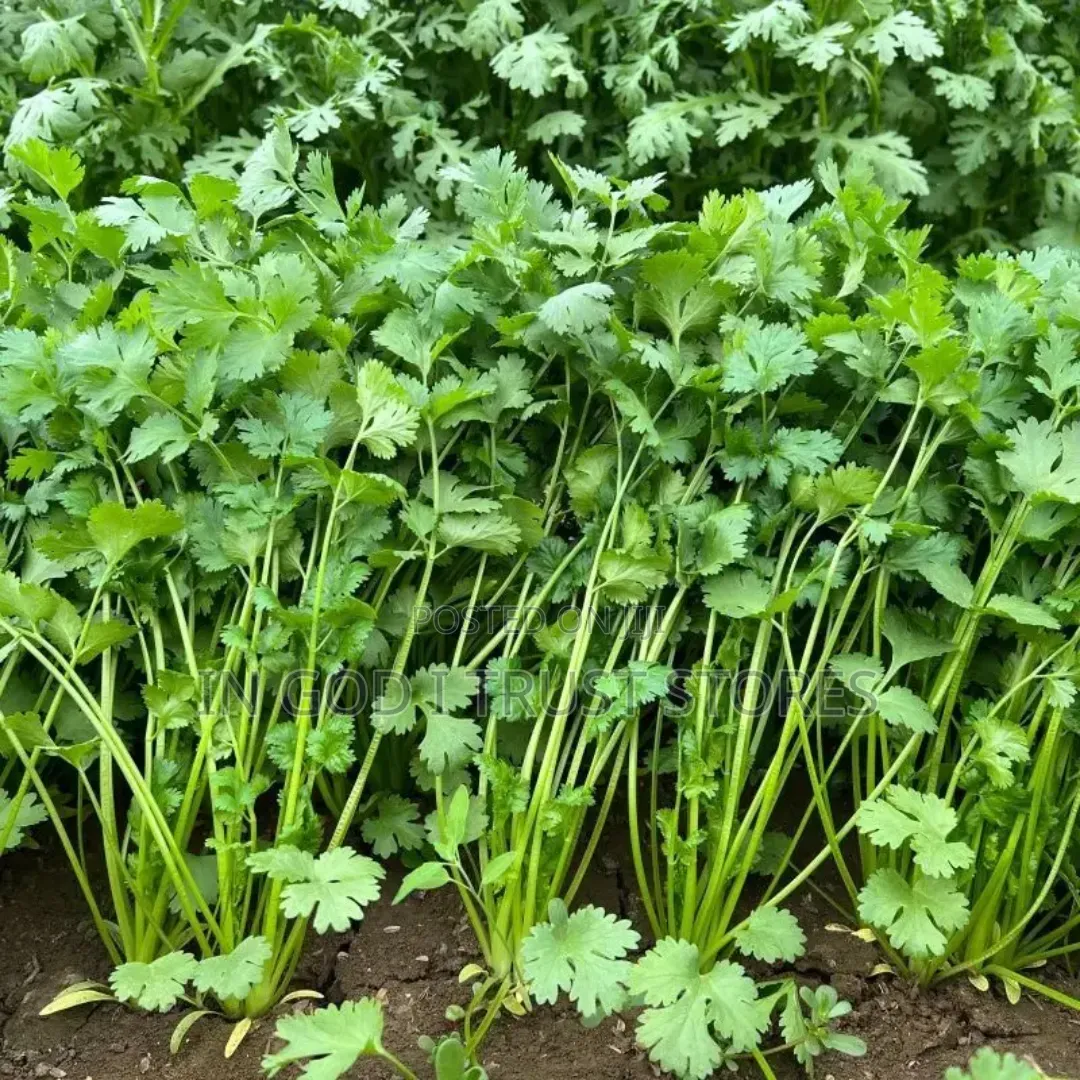 Coriander Seeds
