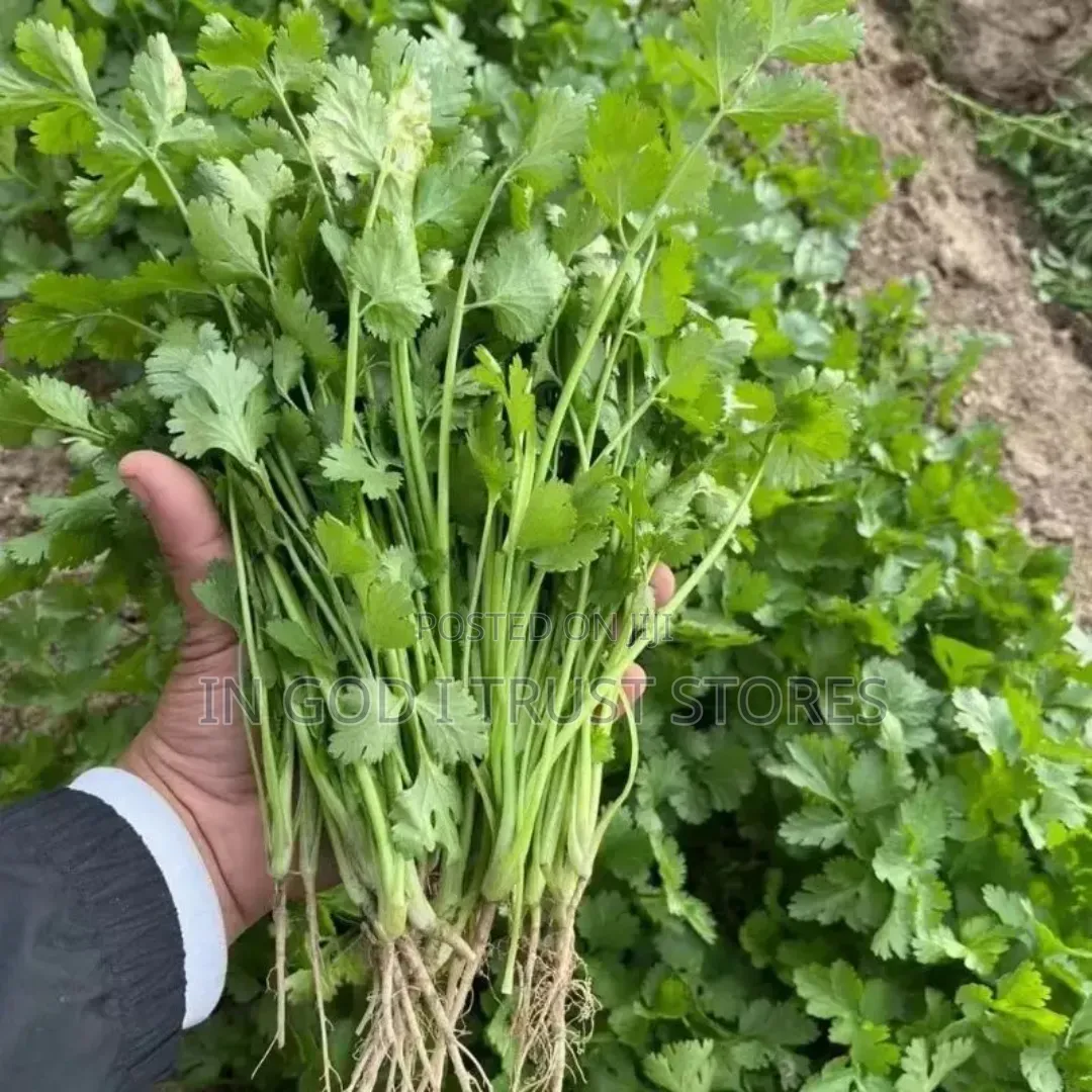 Coriander Seeds