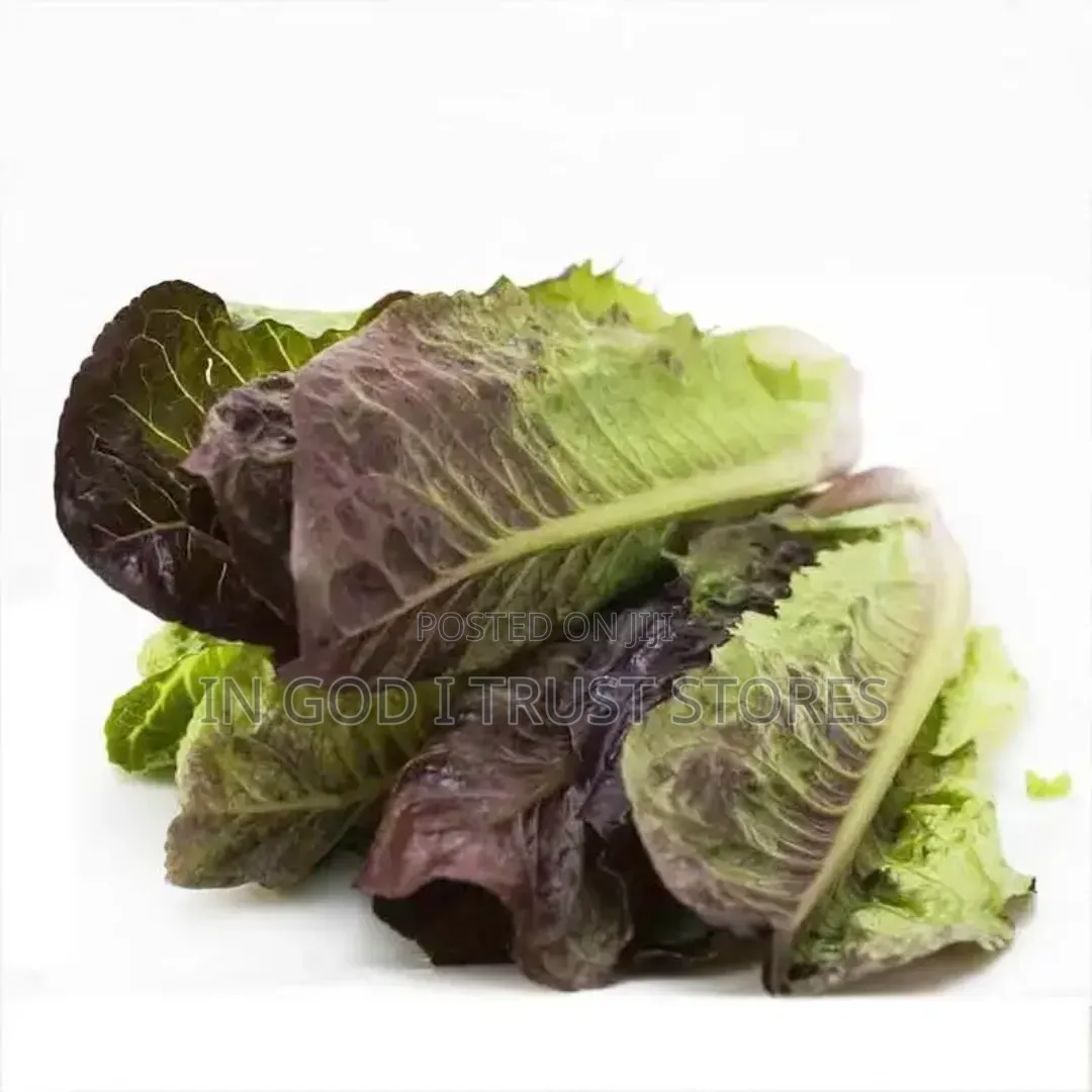 Purple Leaf Lettuce Seed