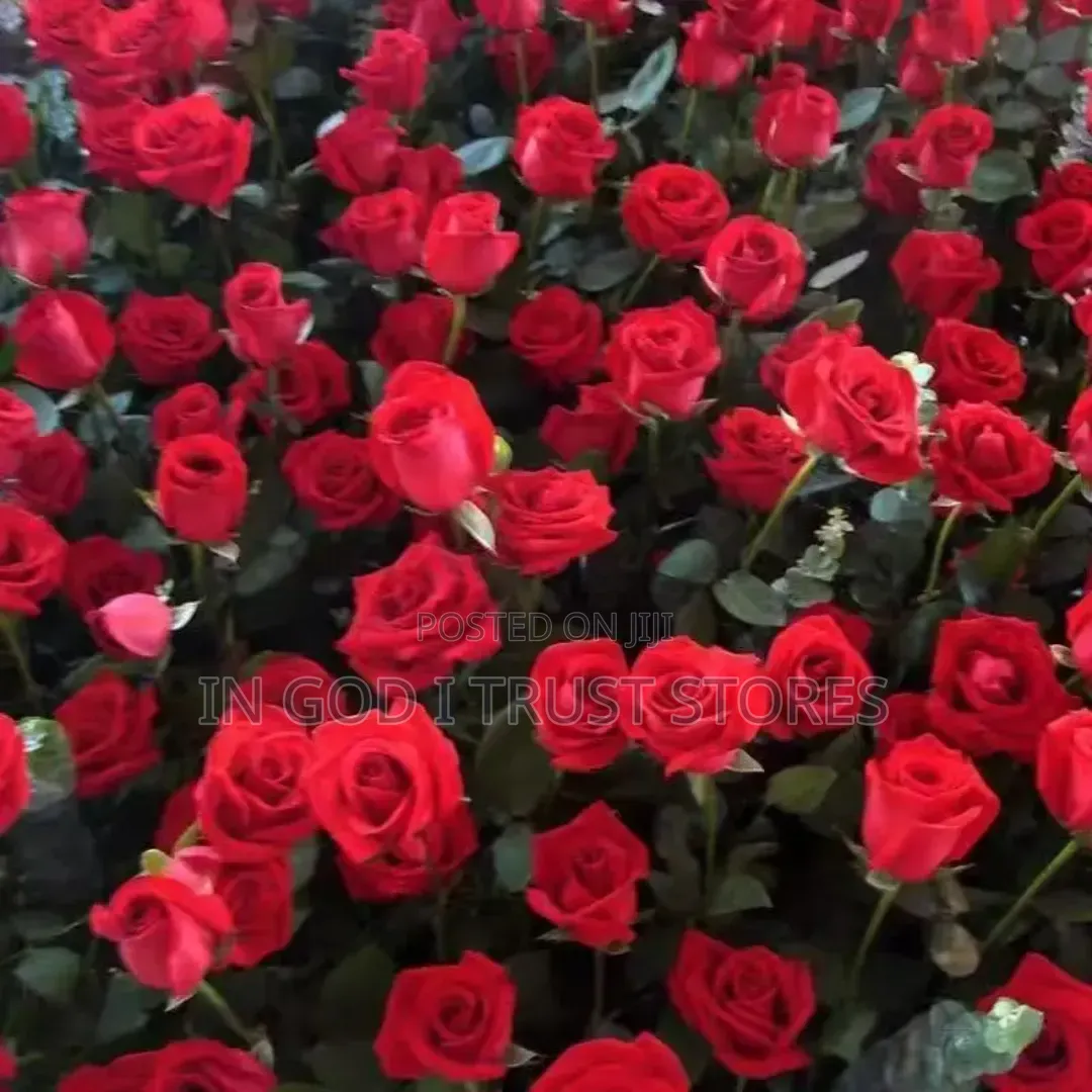 Red Rose Seed