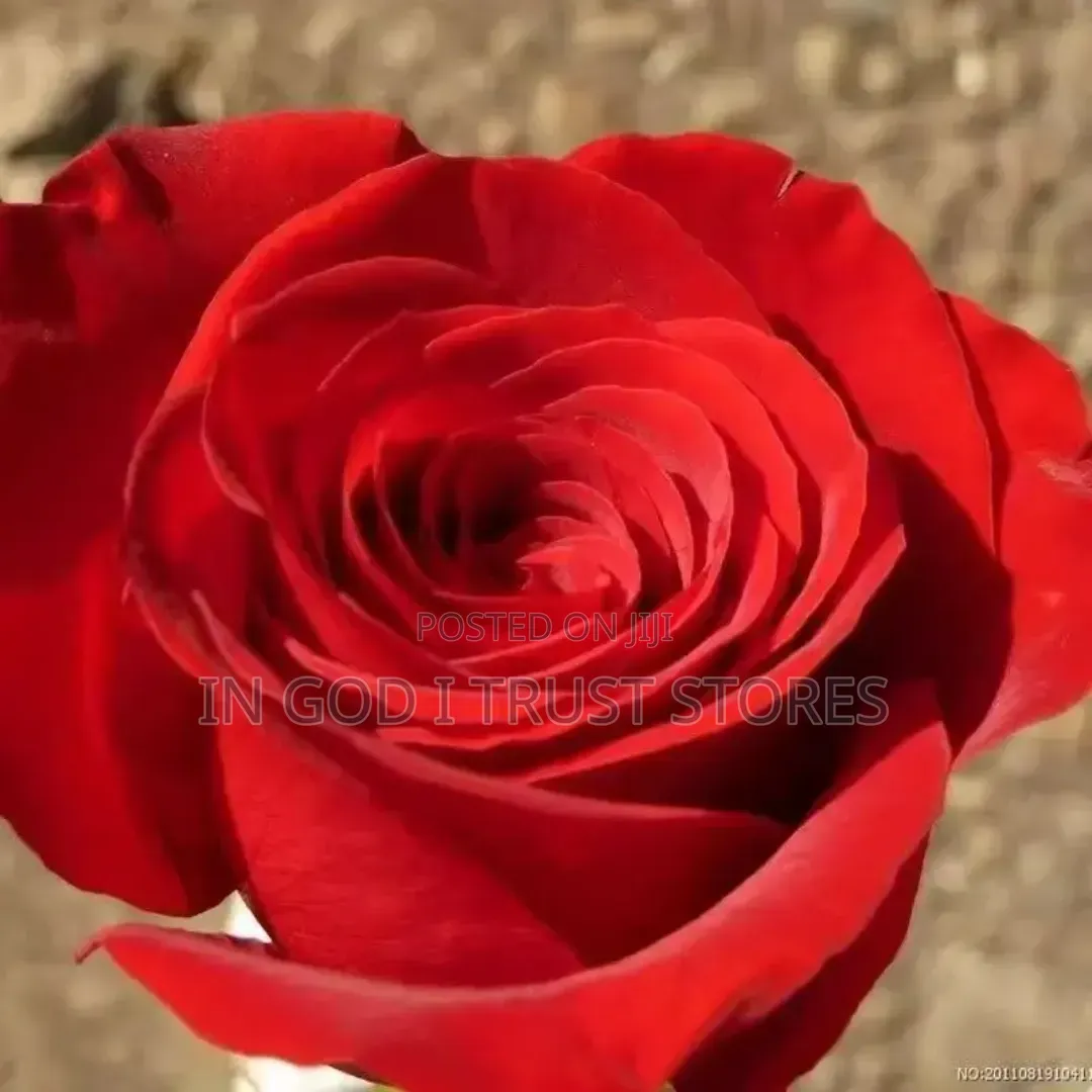 Red Rose Seed