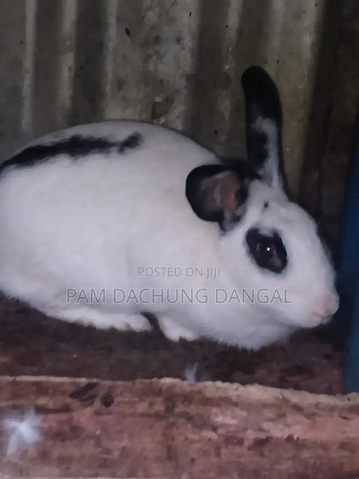 Healthy Spotted Doe Rabbit for Sale