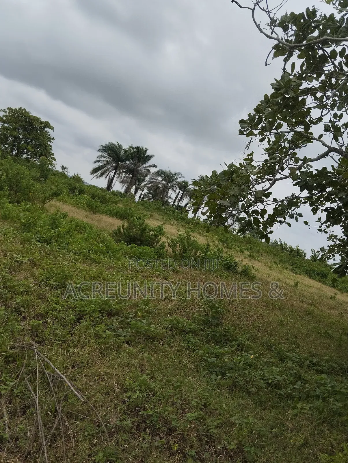 65 Acres of Farmland at Alofe Village Off Iseyin-Ogbomoso, Oyo State