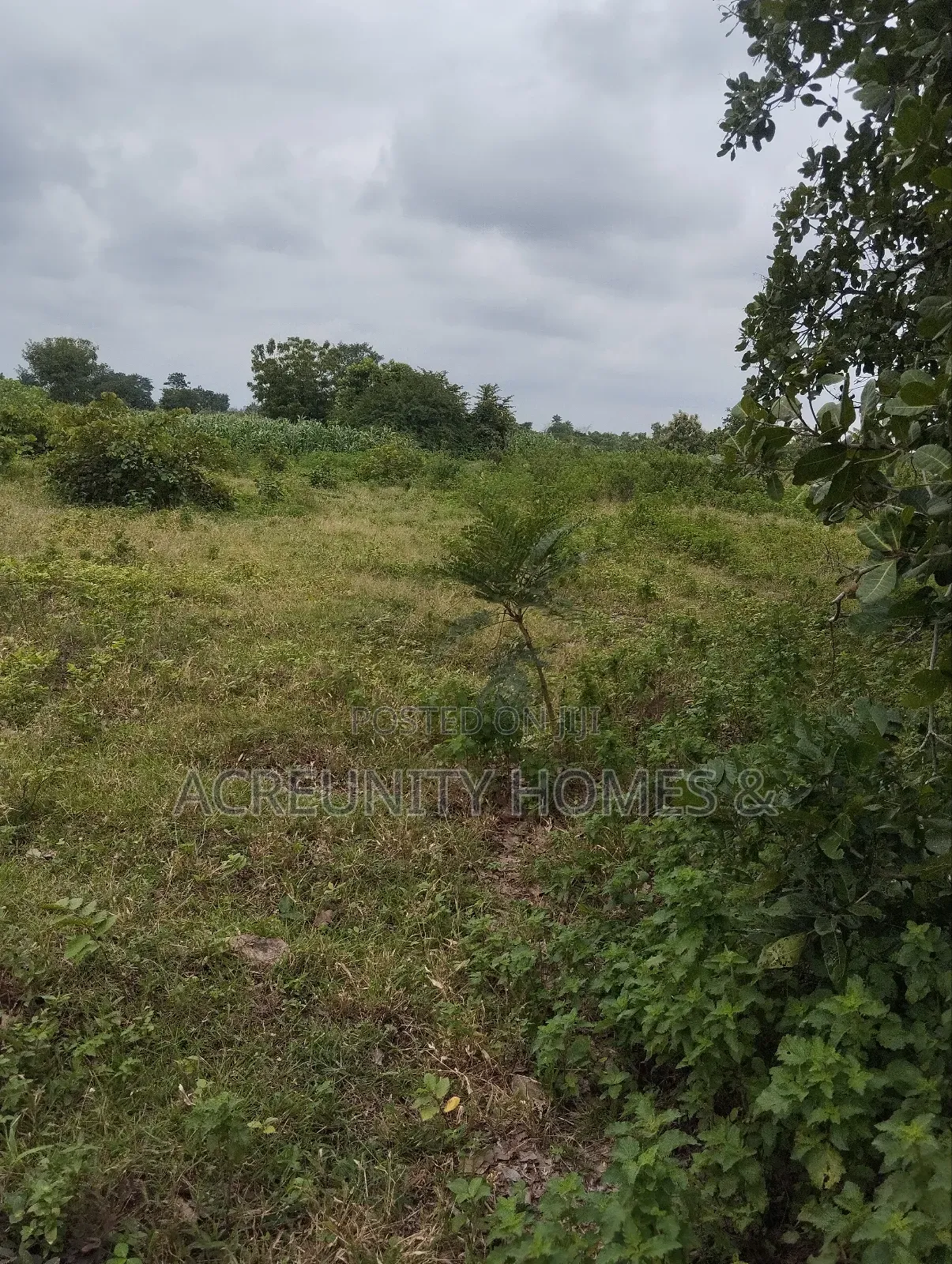 65 Acres of Farmland at Alofe Village Off Iseyin-Ogbomoso, Oyo State