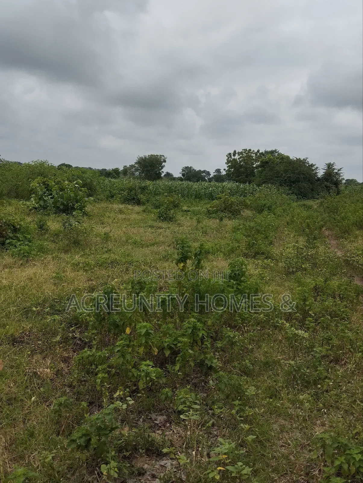65 Acres of Farmland at Alofe Village Off Iseyin-Ogbomoso, Oyo State