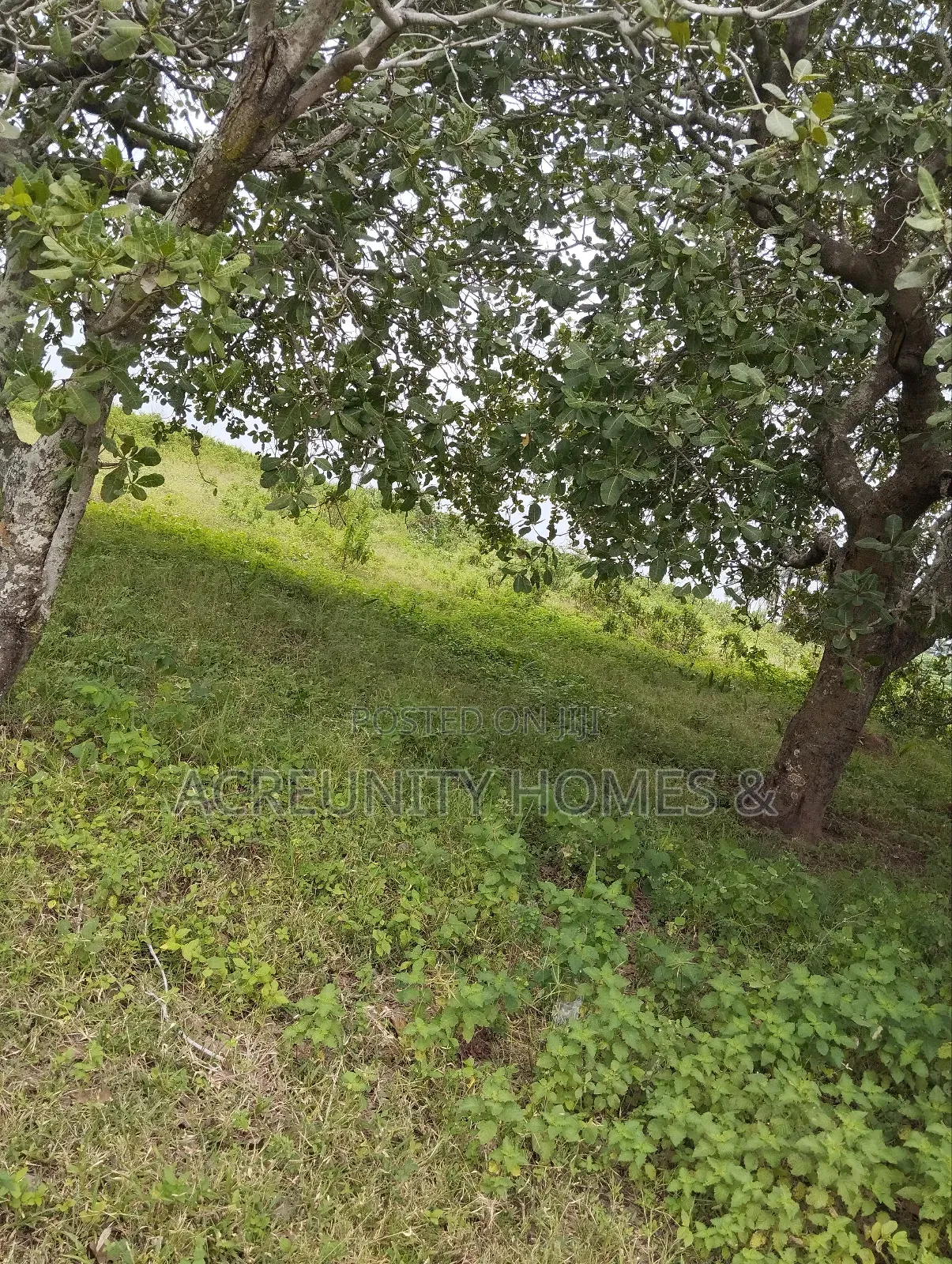 65 Acres of Farmland at Alofe Village Off Iseyin-Ogbomoso, Oyo State