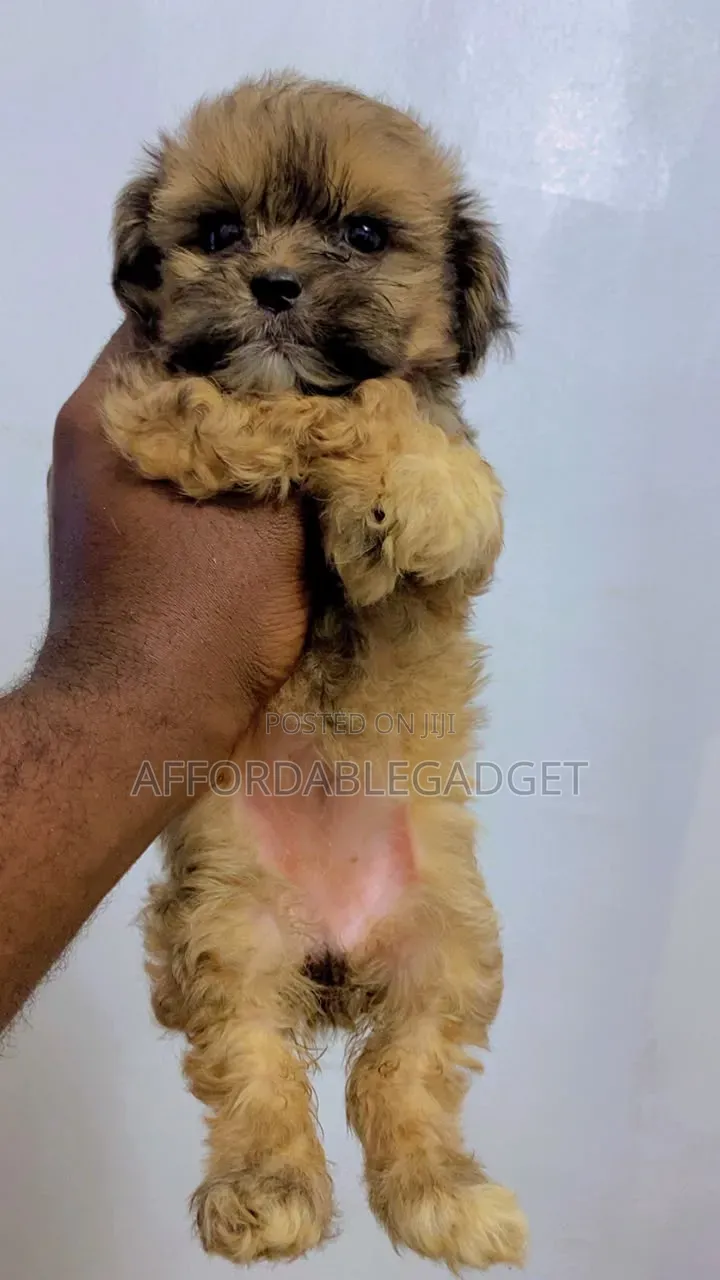 1-3 months Female Purebred Lhasa Apso