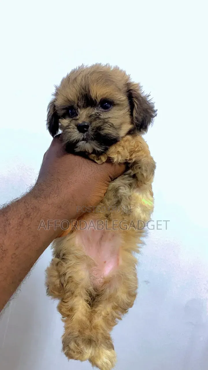 1-3 months Female Purebred Lhasa Apso