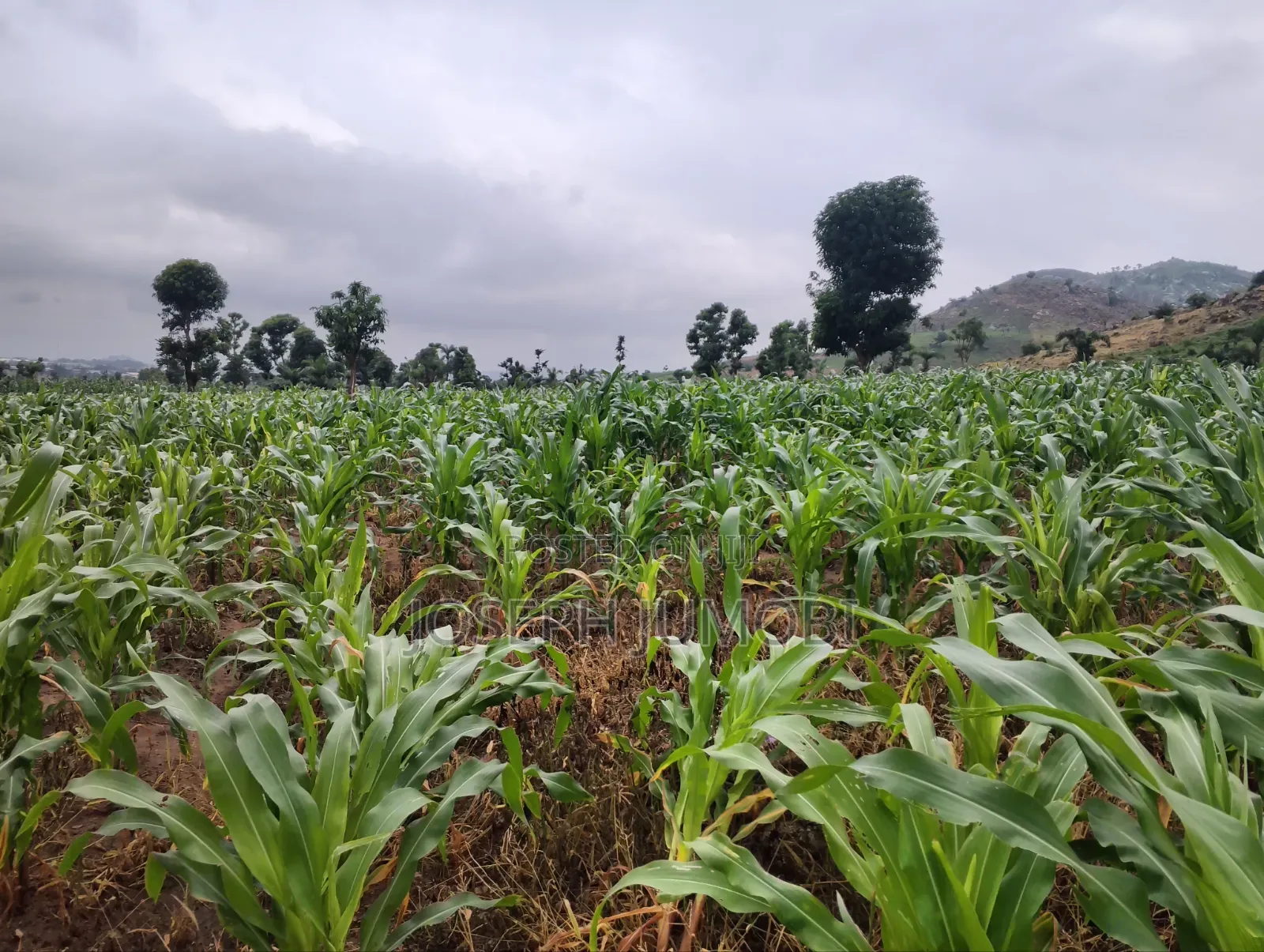 Commercial Plot