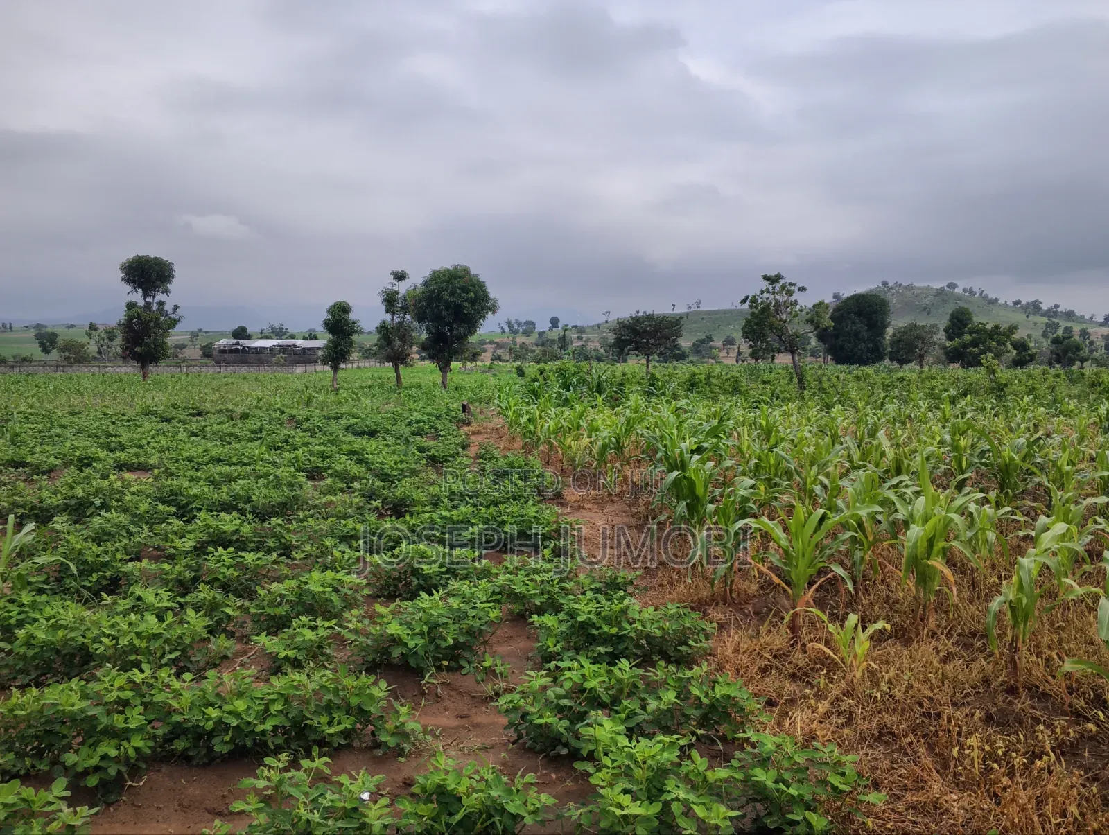 Commercial Plot