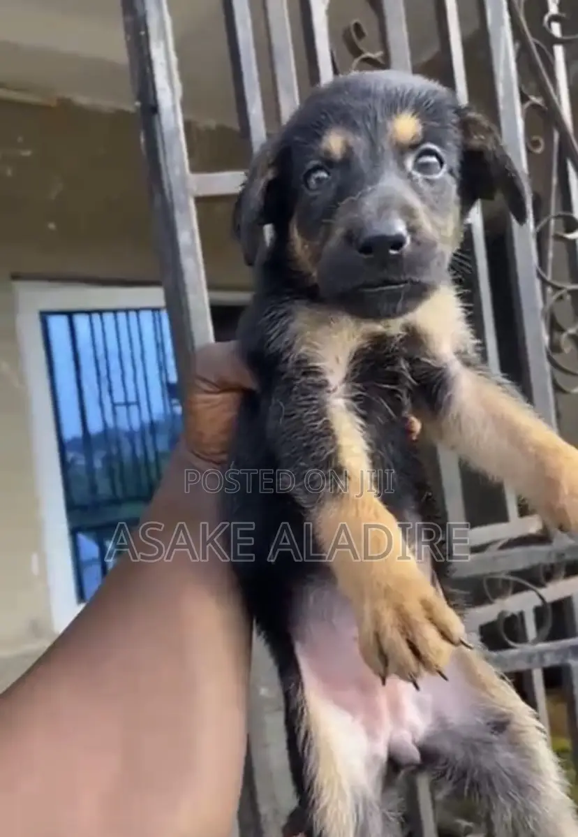 1-3 months Male Purebred German Shepherd