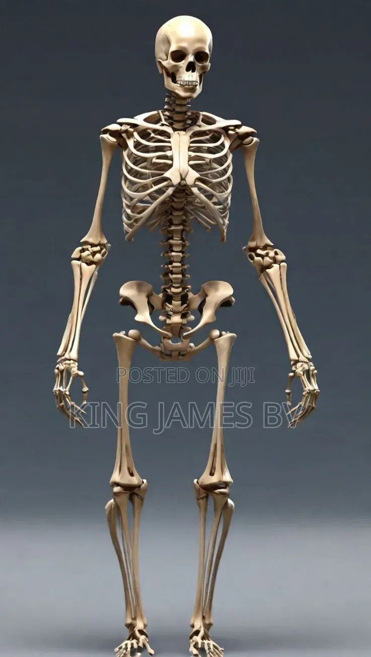 Human Skeleton Model for Laboratory – Anatomy Teaching Equipment