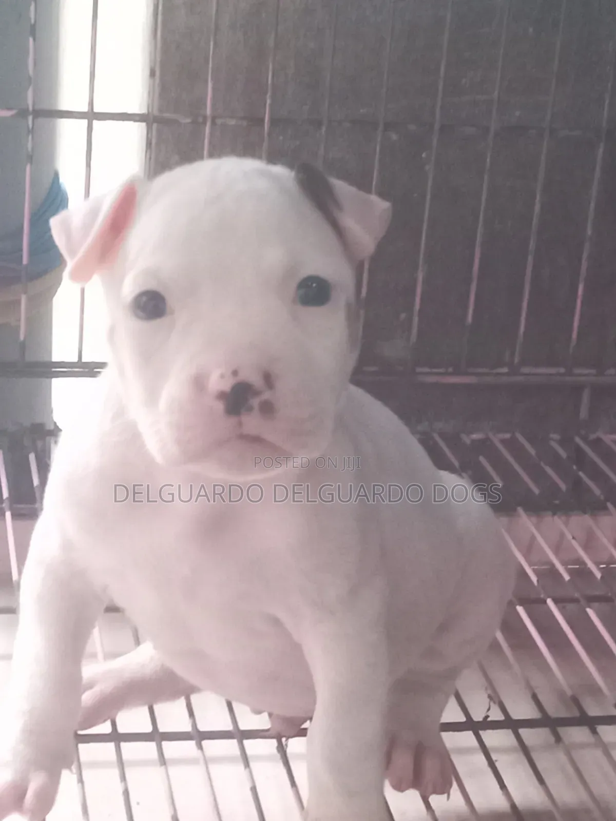 1-3 months Male Purebred American Pit Bull Terrier