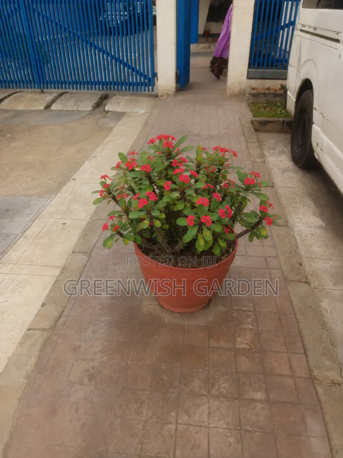 Flowers and Ornamentals