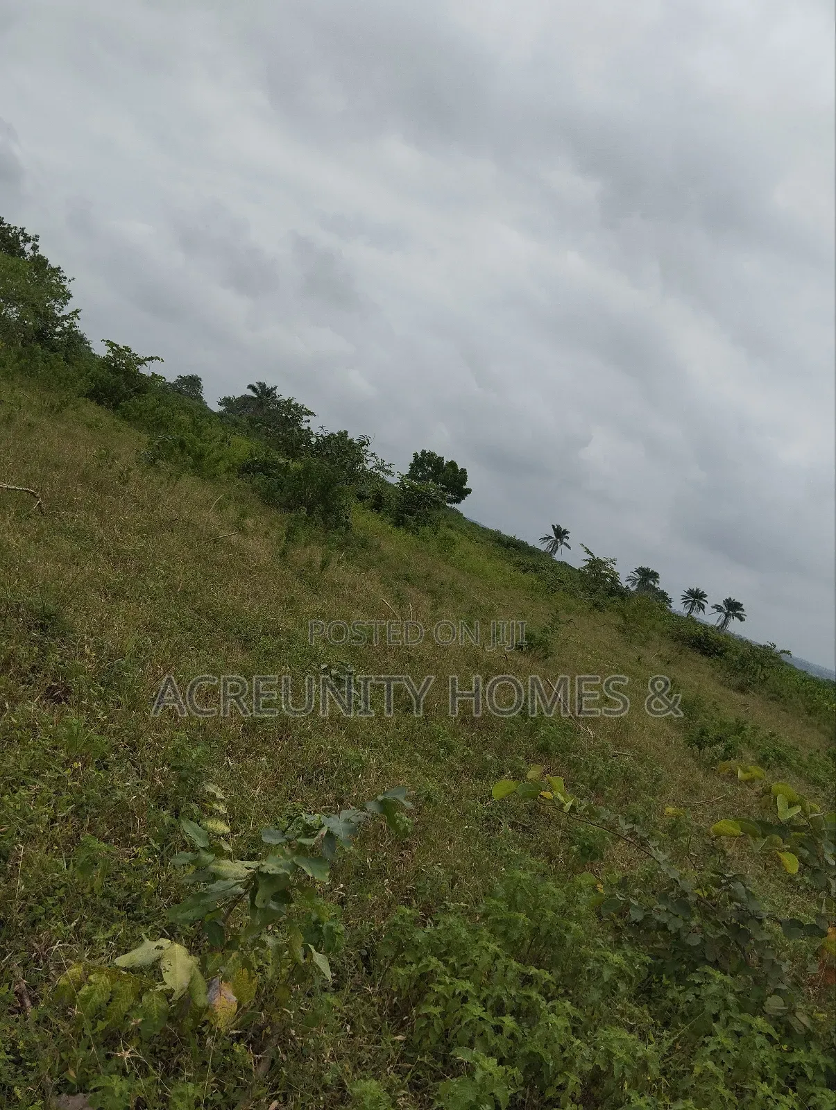 550 Acres of Fertile Farmland for Sale, Iganna, Iwajowa Lga, Oyo State