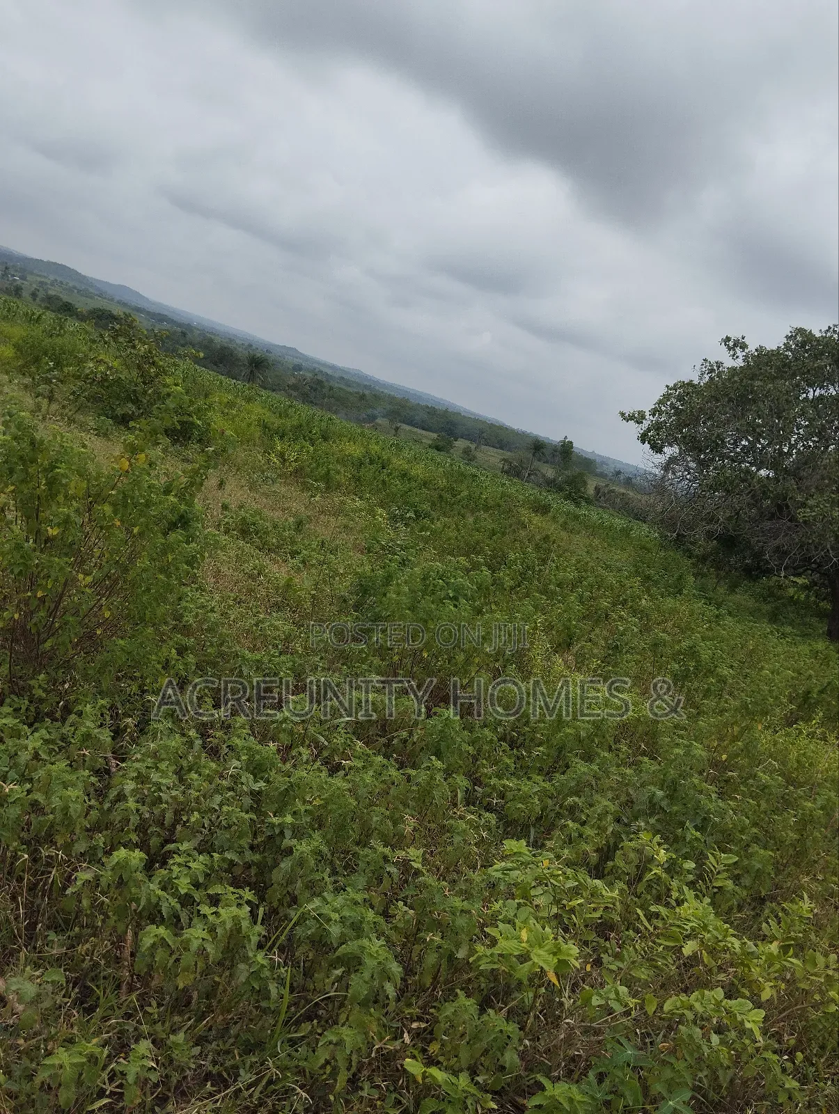 550 Acres of Fertile Farmland for Sale, Iganna, Iwajowa Lga, Oyo State